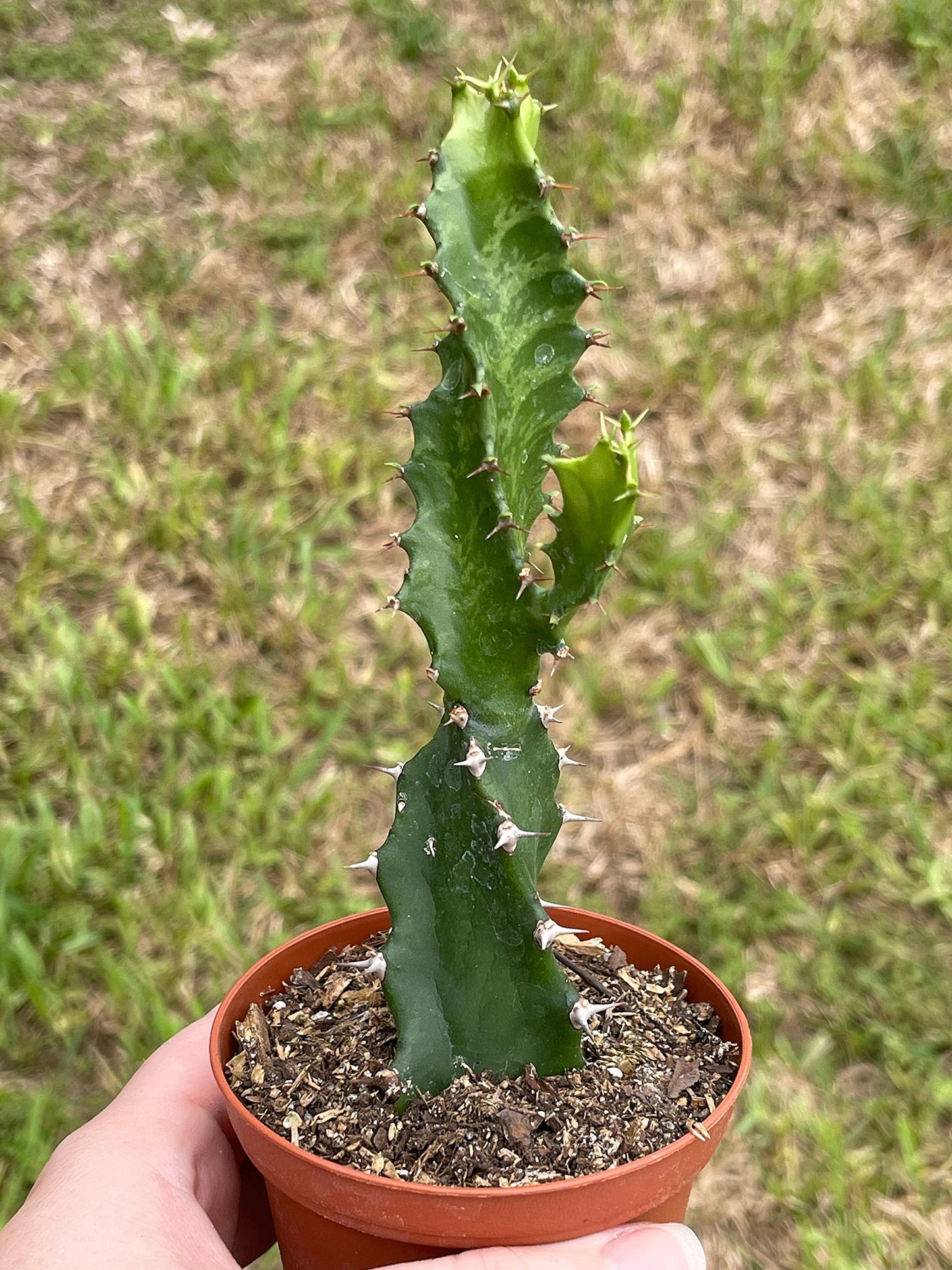 BubbleBlooms Euphorbia Trigona Twist/Twisted Lactea, Super Rare Variegation Candelabra Spurge