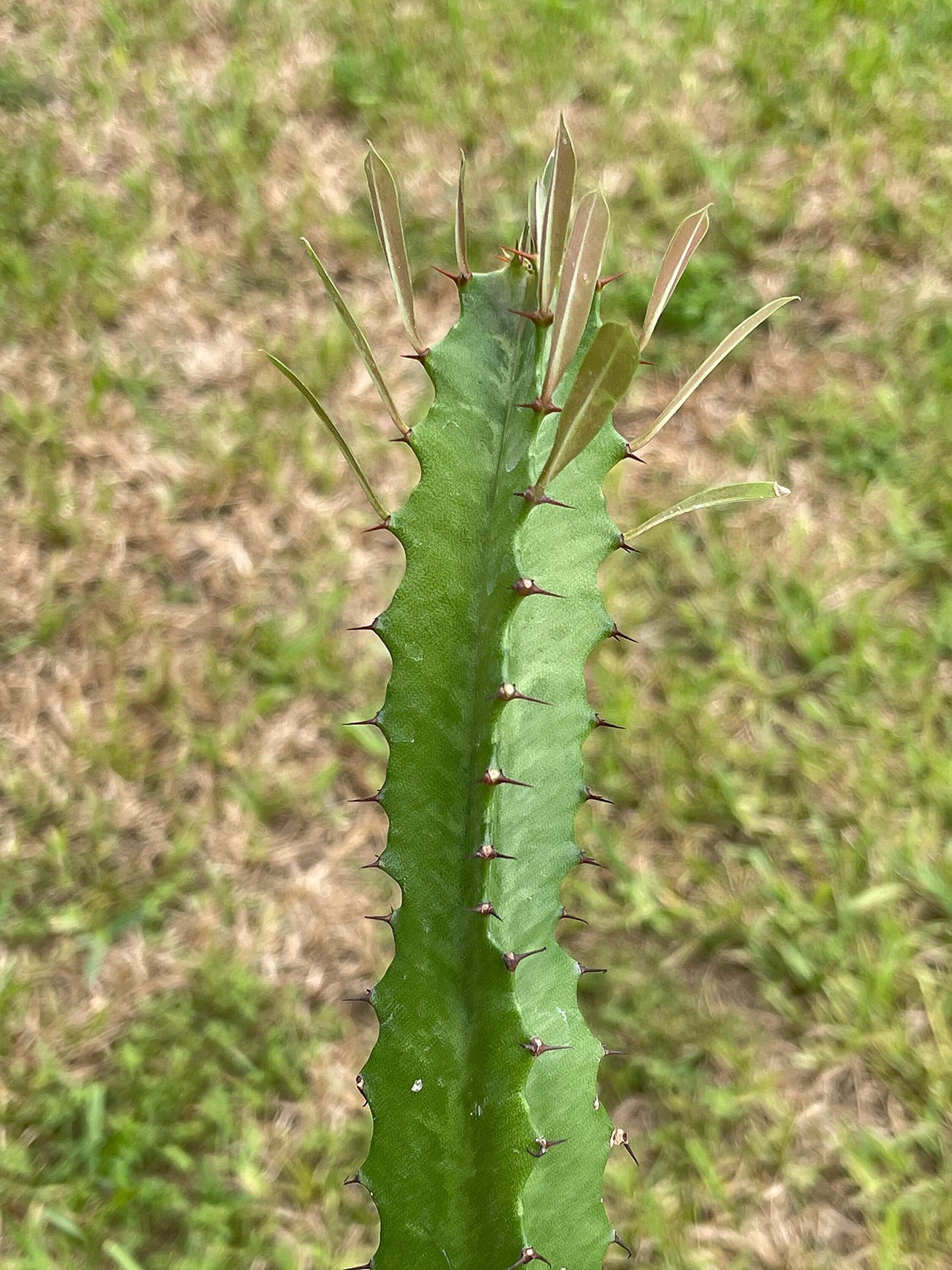 Green Milk Tree, Euphorbia Trigona, in a 2 inch Pot, Well Rooted, Perfect Starter Cactus, Low Maintenance