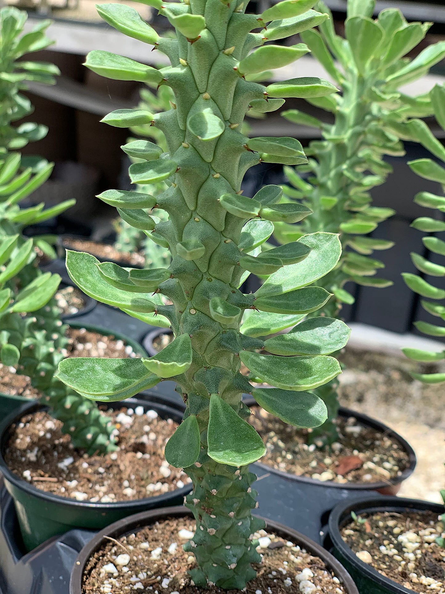 Euphorbia Ritchiei, Monadenium ritchiei, P.R.O. Bally Bruyns, Short Thick Cactus Stems