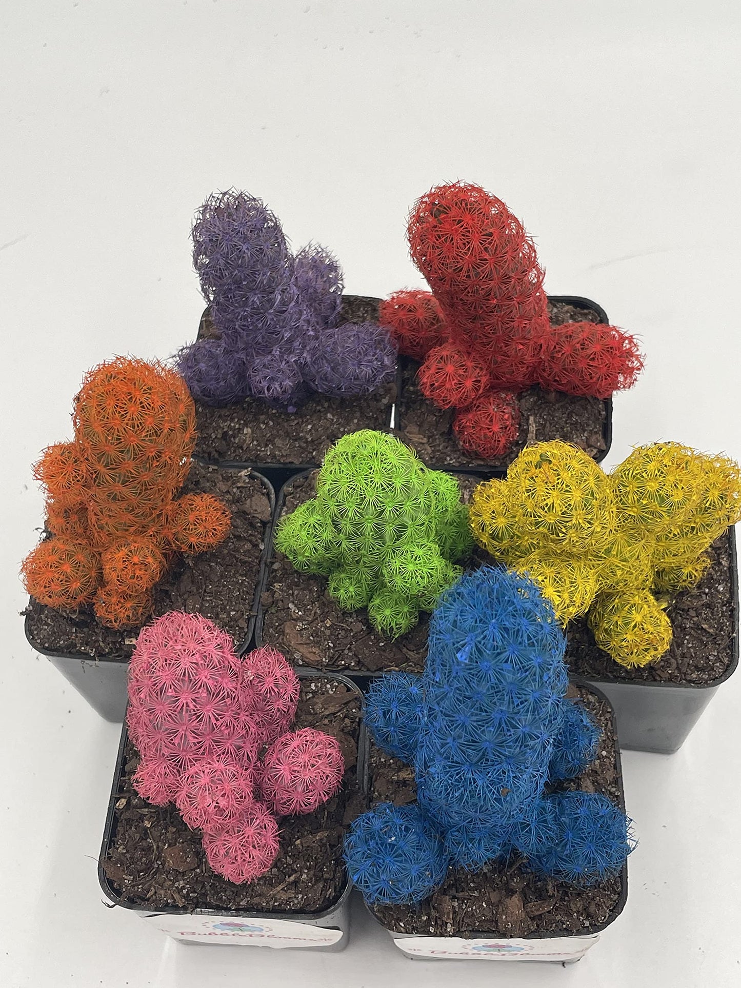 Colored Cactus/Desert Gem/Painted Dyed Blue/Red/Purple/Yellow/Pink/Green, Orange Cactus Rainbow Cactus (Yellow)