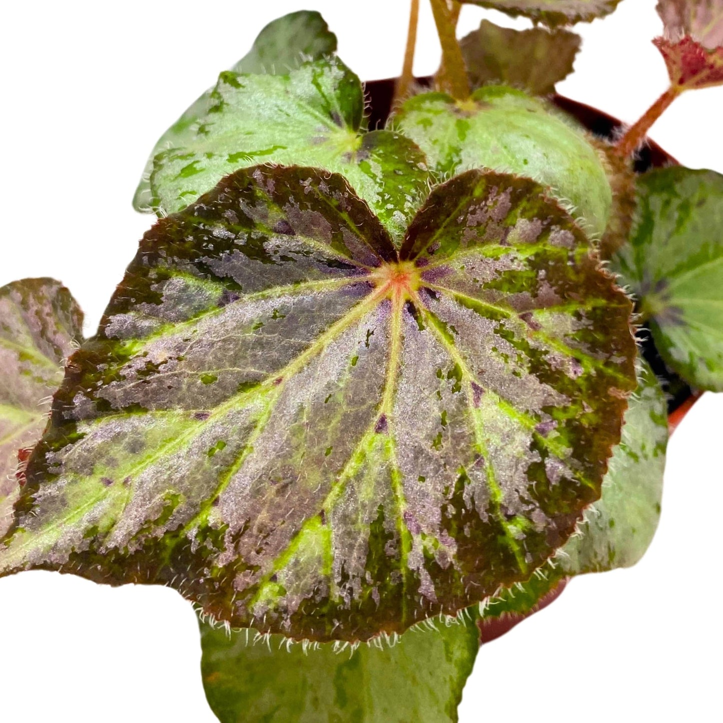 Harmony Foliage Begonia Nola 4 inch