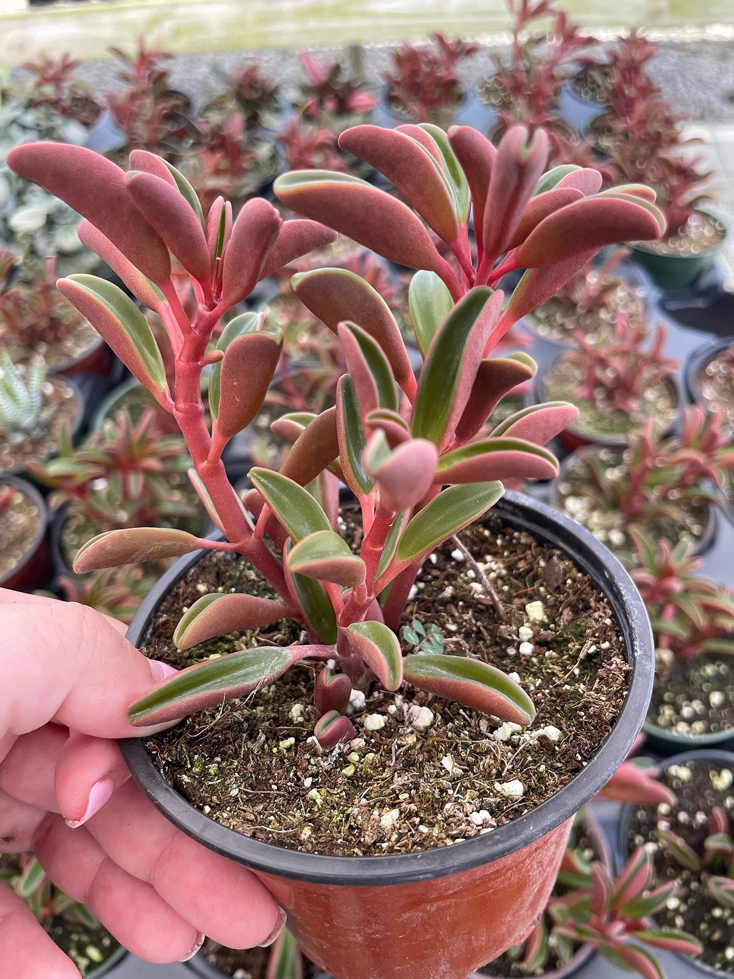 Red Taco Plant, 4 inch Peperomia graveolens Ruby Glow