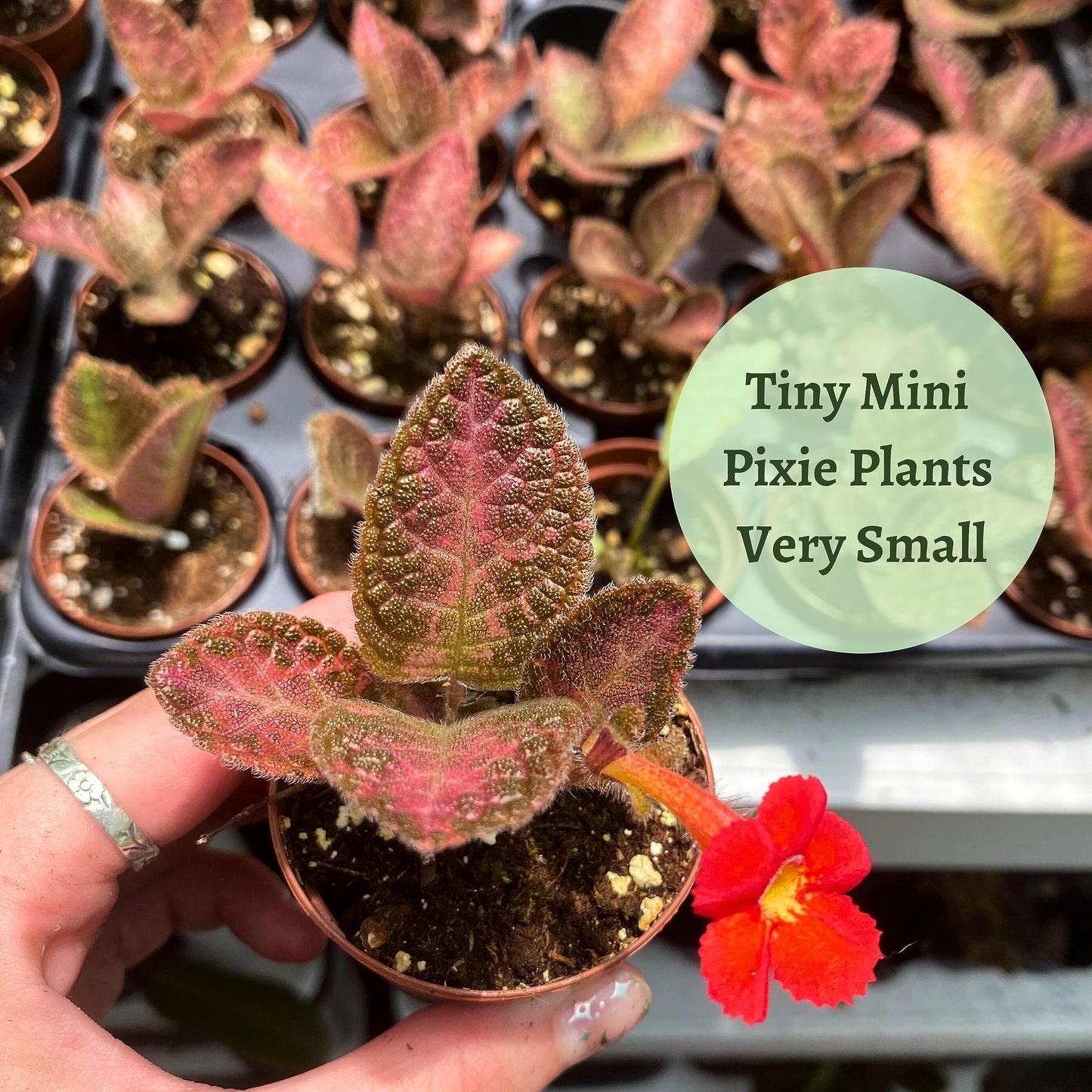 Flame Violet, Episcia Cupreata Assortment Set 2 inch pots 3 Different Velvet Plants, Tiny Mini Pixie Plant