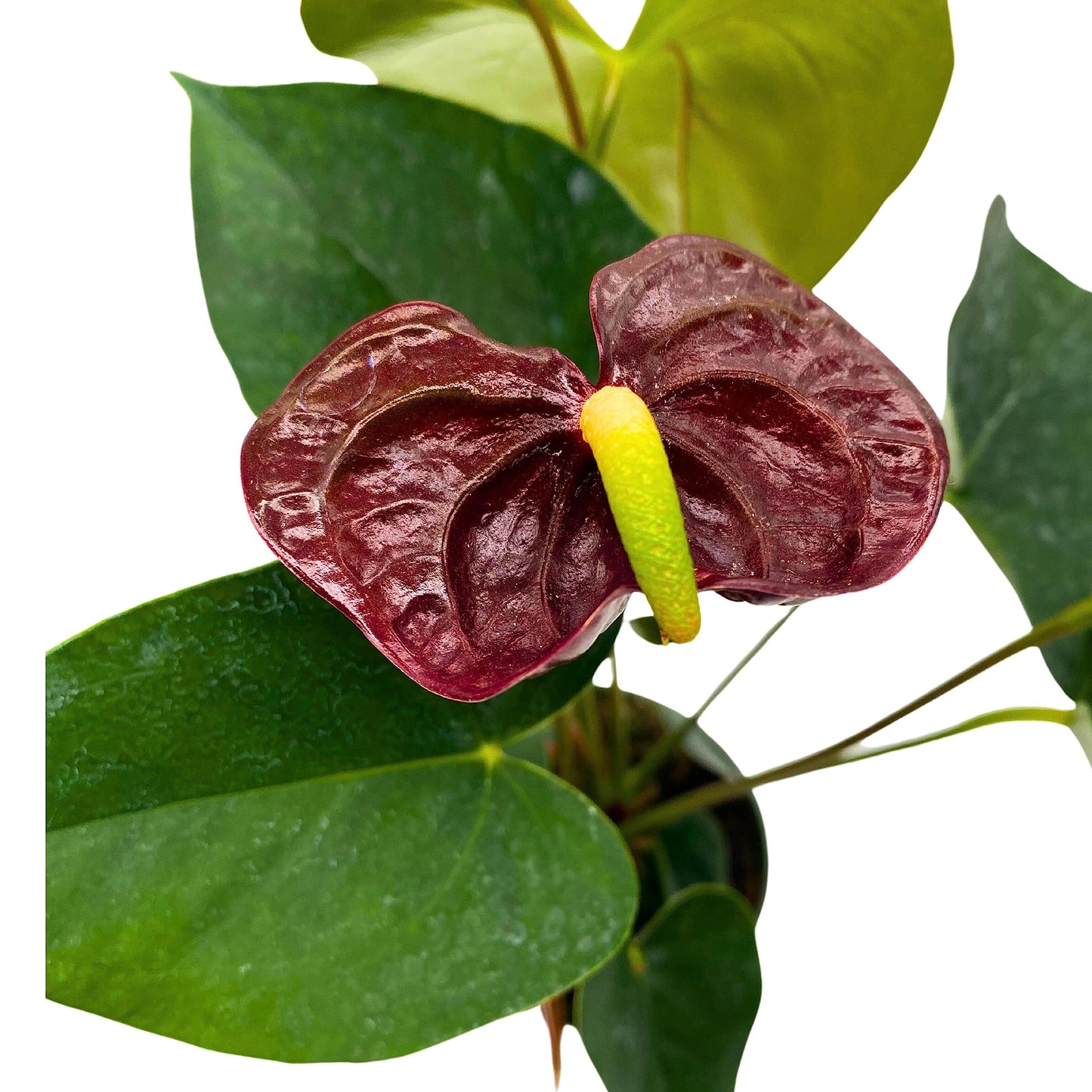 Burgundy Anthurium, Flamingo Flower, Ombre Sempre, Red Peace Lily, Heart Plant in 4 inch Pot