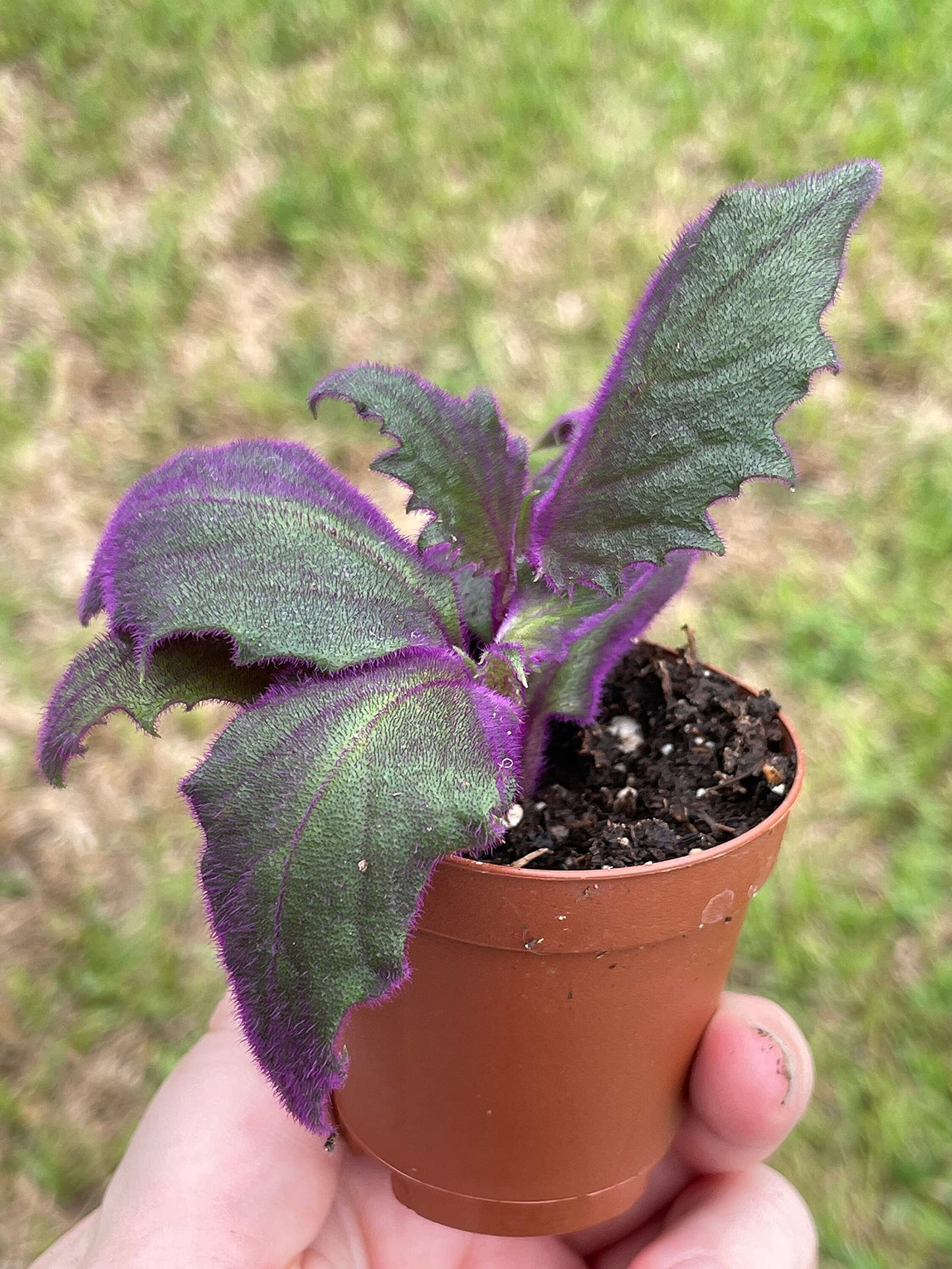 Velvetplant, Gynura aurantiaca, Purple Velvet Plant, Limited, in a 2 inch Pot Super Cute