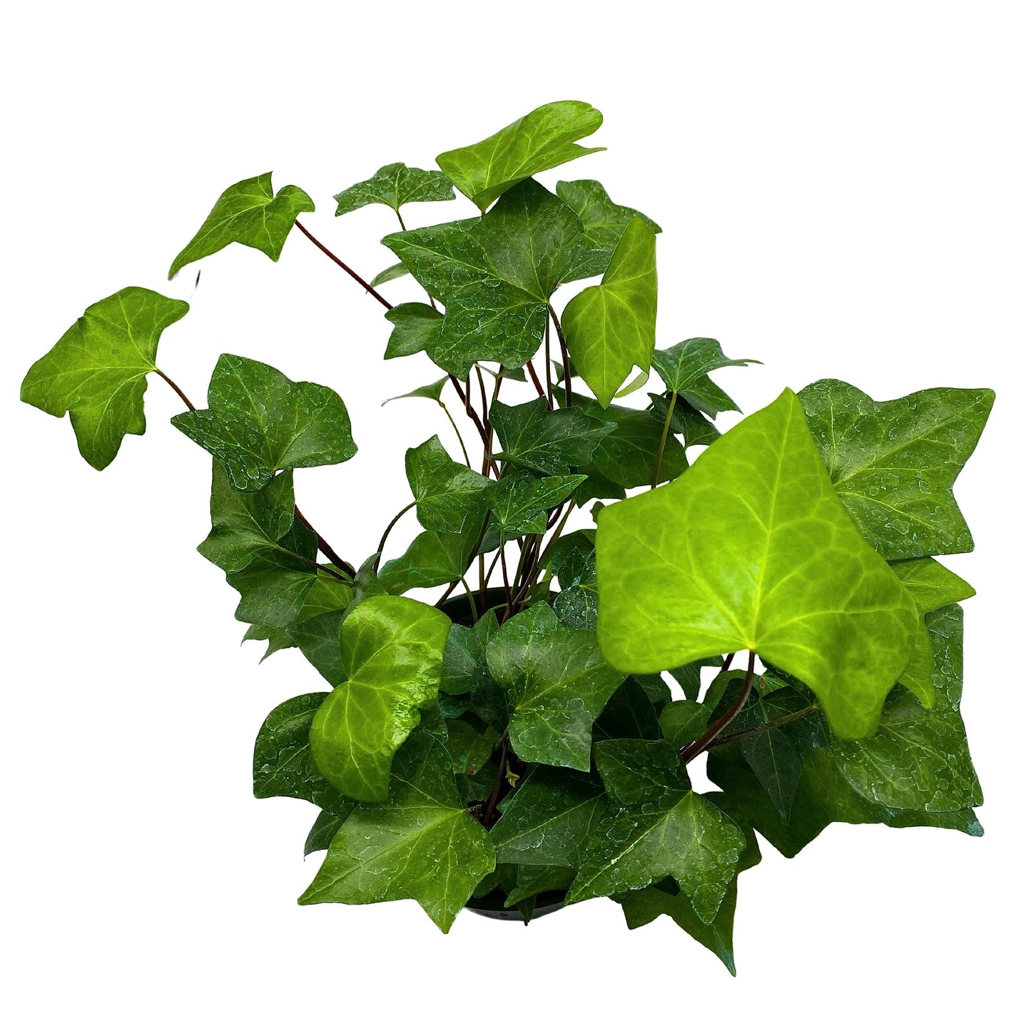 BubbleBlooms Algerian Ivy, Canary Island Ivy, Canary Ivy, Coney Island Ivy, Madeira Ivy in 6 inch Pot