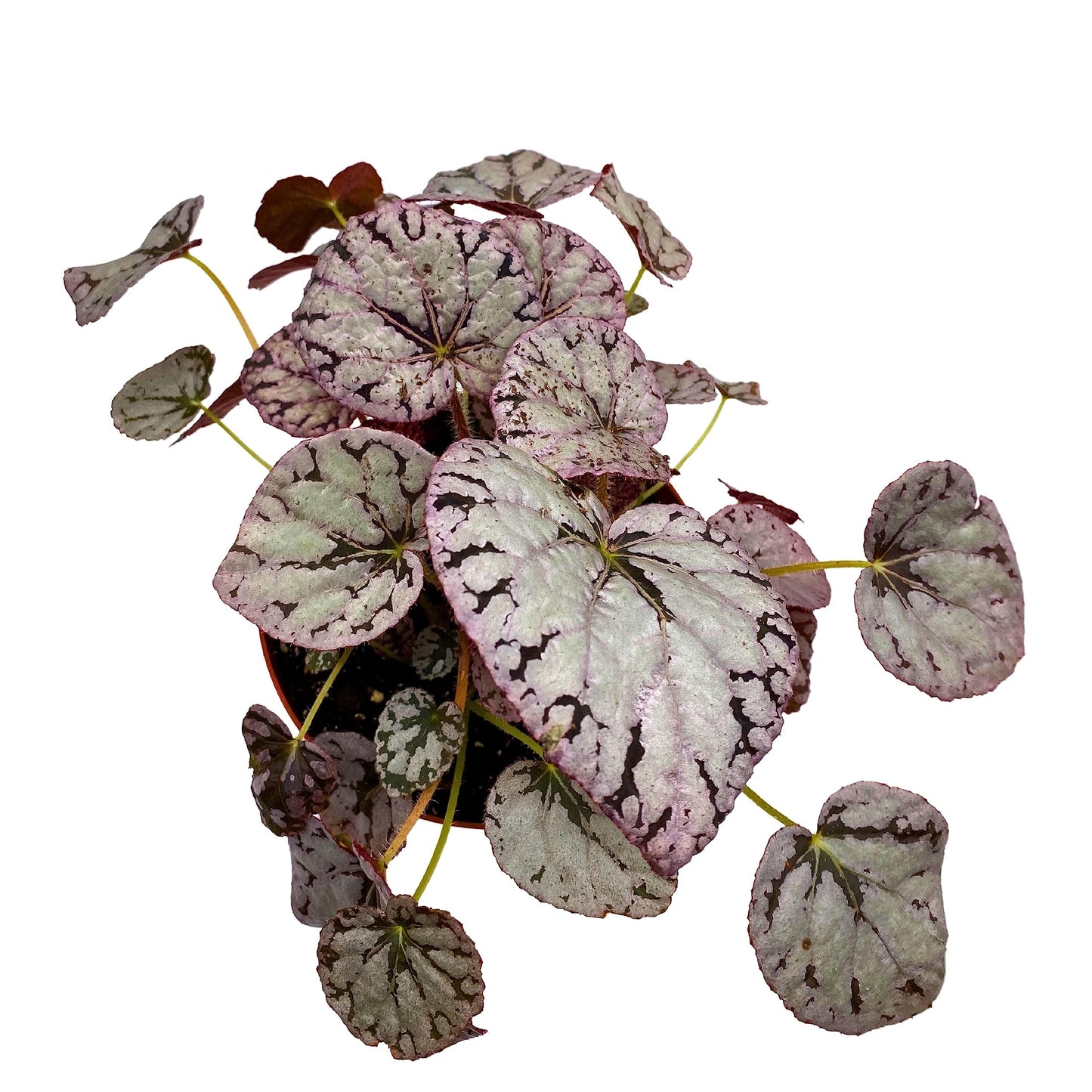 Harmony's BubbleBlooms Silver Dollar Begonia, King Begonia, Painted Begonia, Painted Leaf Begonia Rex in 6 inch Pot