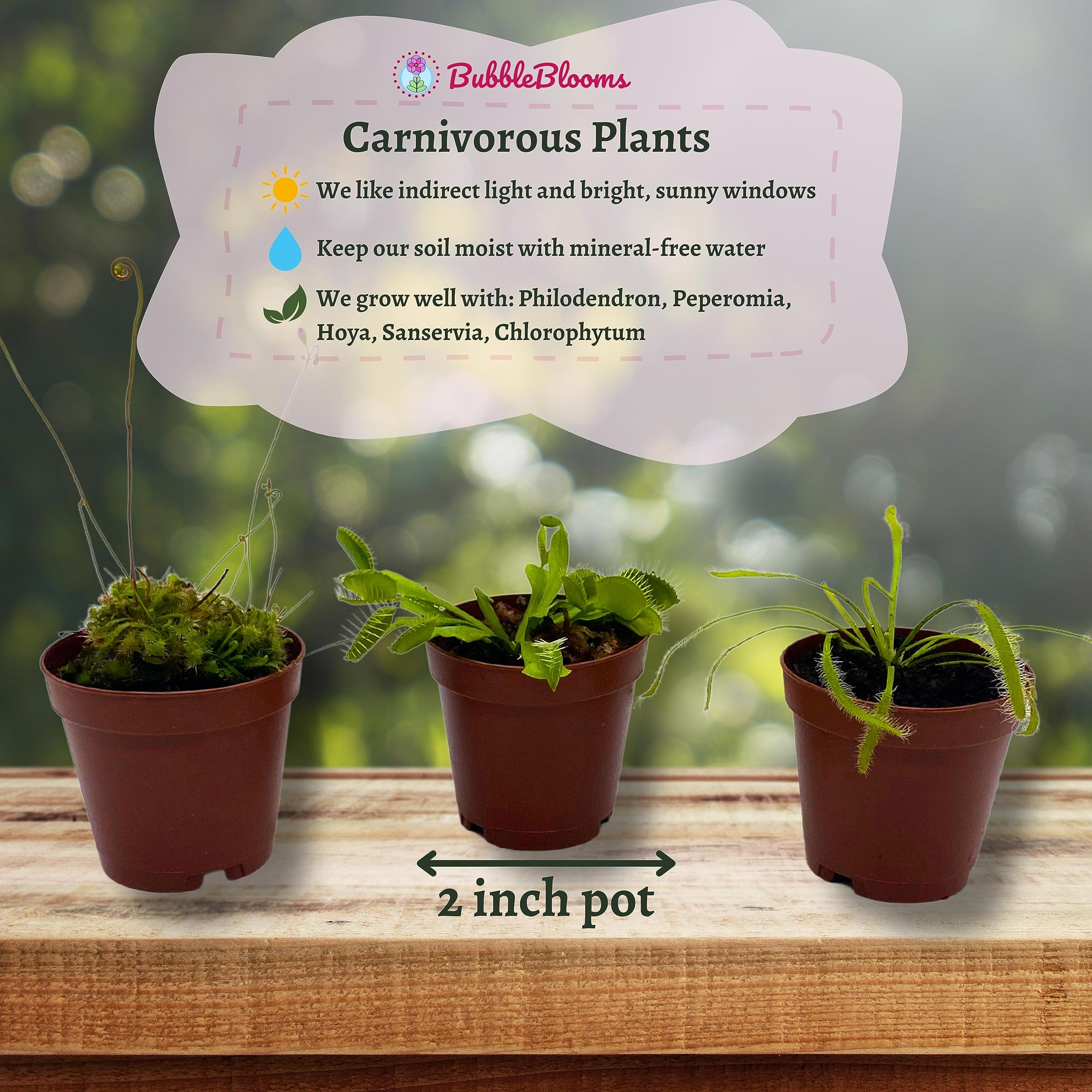BubbleBlooms Carnivorous Plant Assortment Set - Thumbnail 3