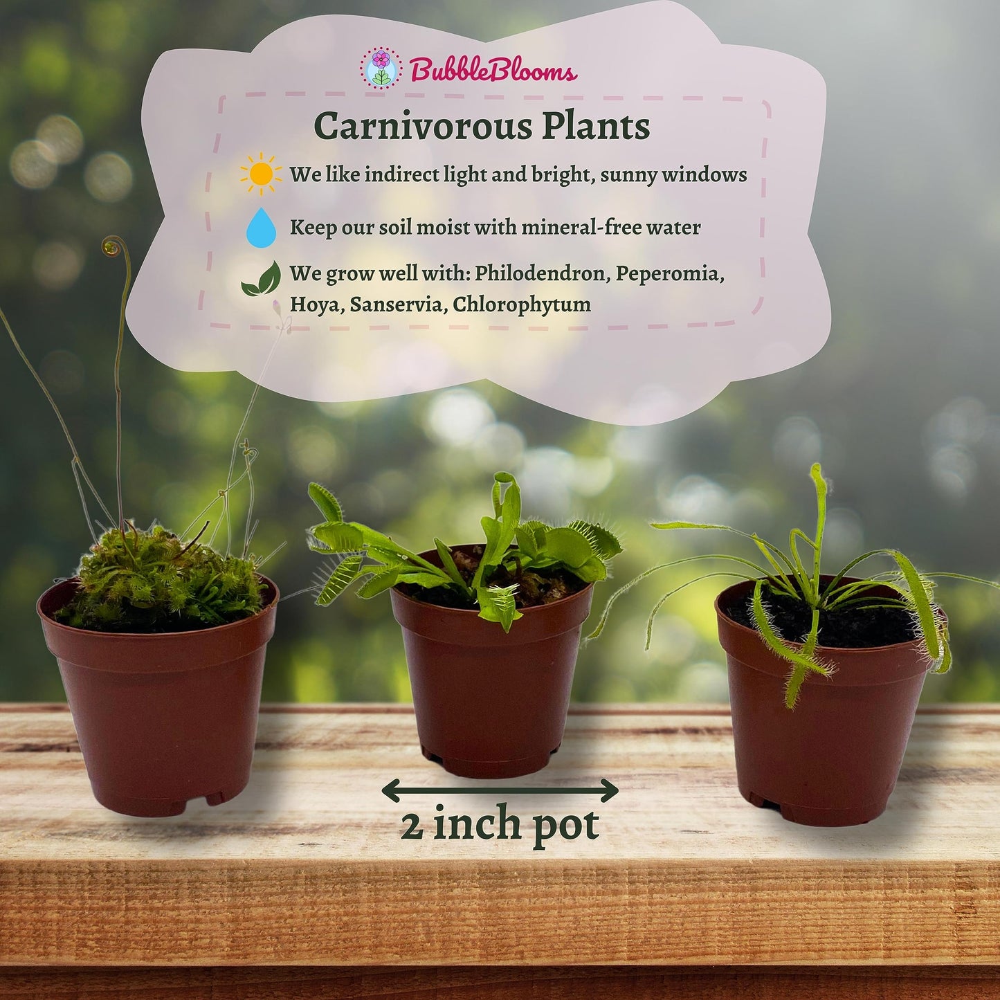 pots for carnivorous plants BubbleBlooms Carnivorous Plant Assortment Set, 3 Different Plant Species in 2 inch Pots