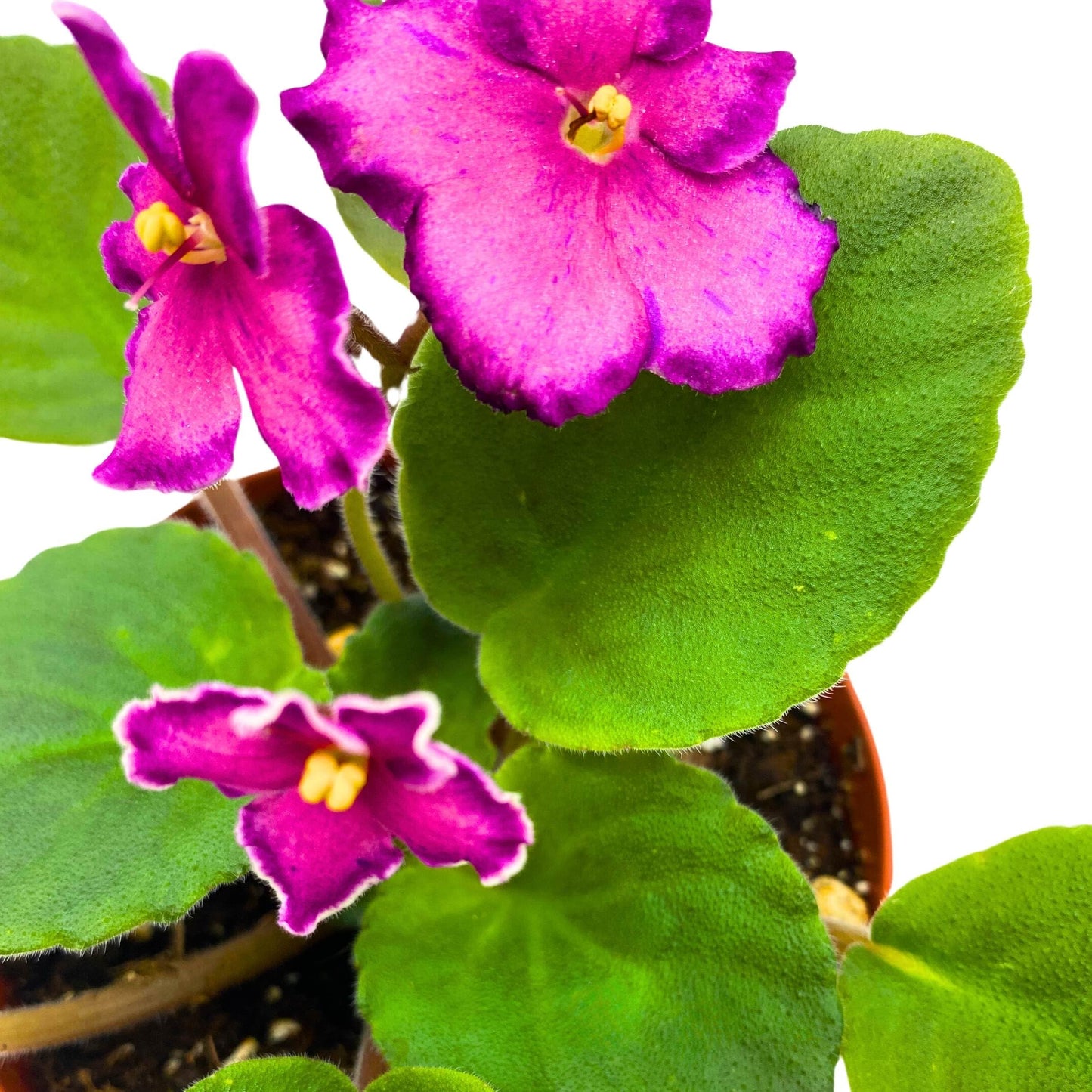 Harmony Foliage Sunset Kiss African Violet Saintpaulia 4 inch