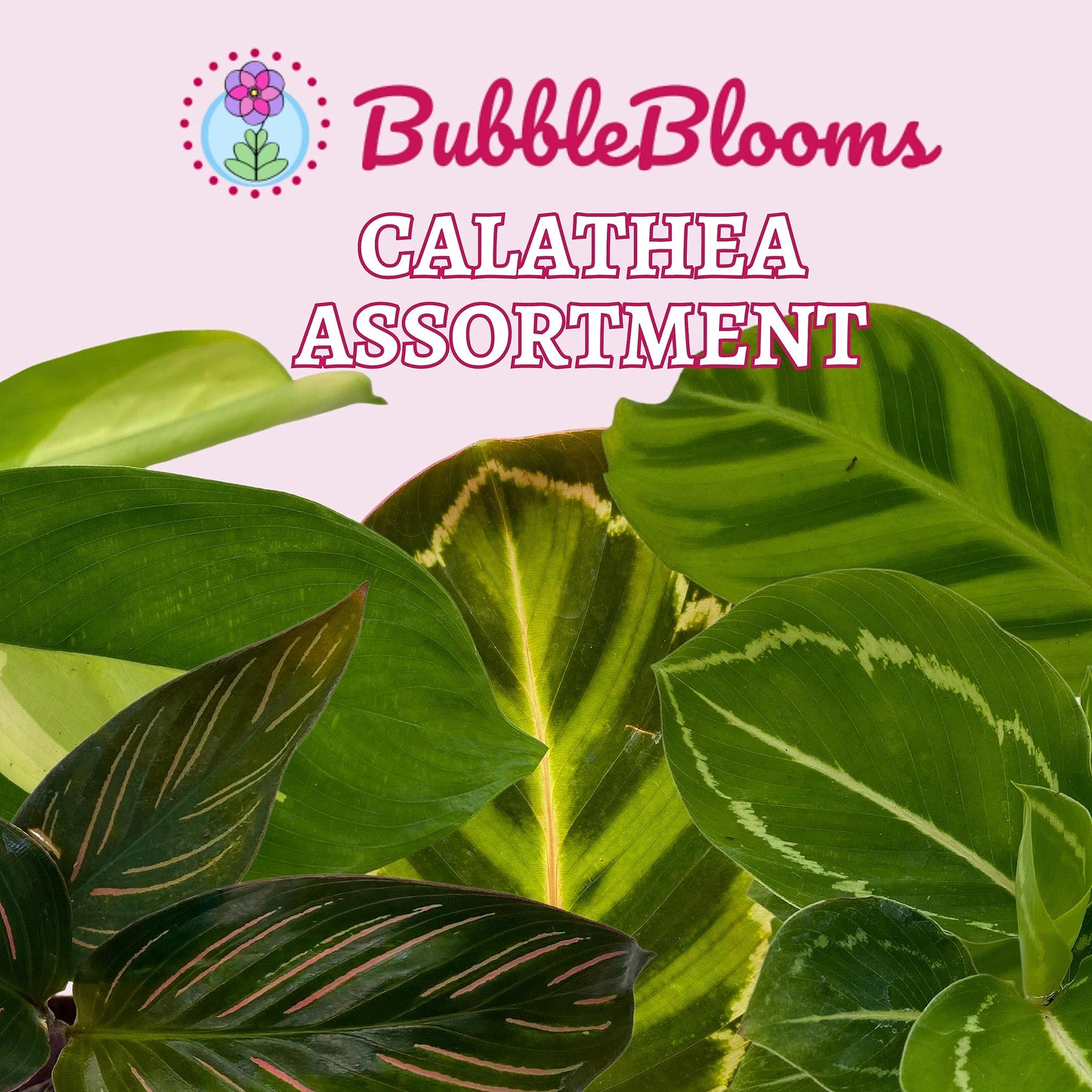 different prayer plants BubbleBlooms Calathea Assortment Set, 2 inch pots, 5 Different Prayer Plants, pet Friendly Indoor Low Light