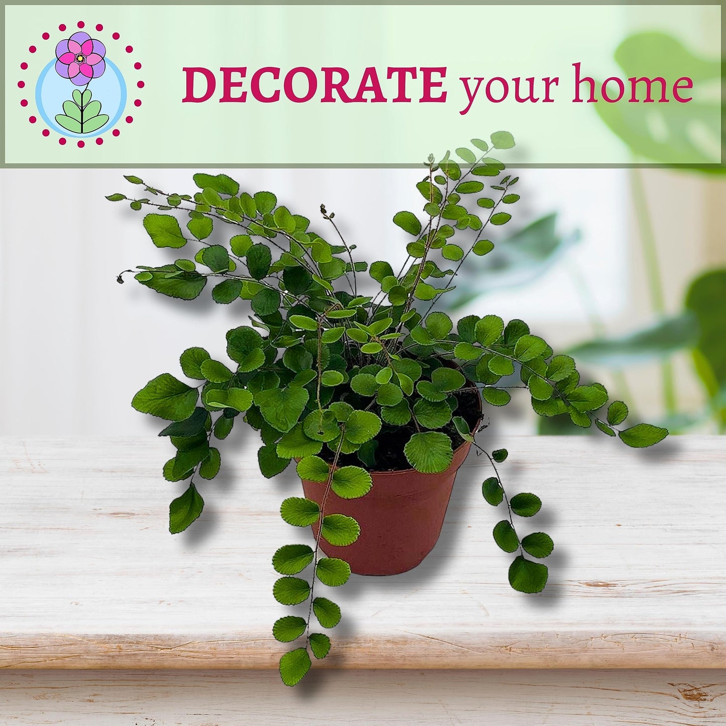 indoor plant like fern BubbleBlooms Button Fern in a 4 inch Pot Pellaea rotundifolia – Florida House Plants