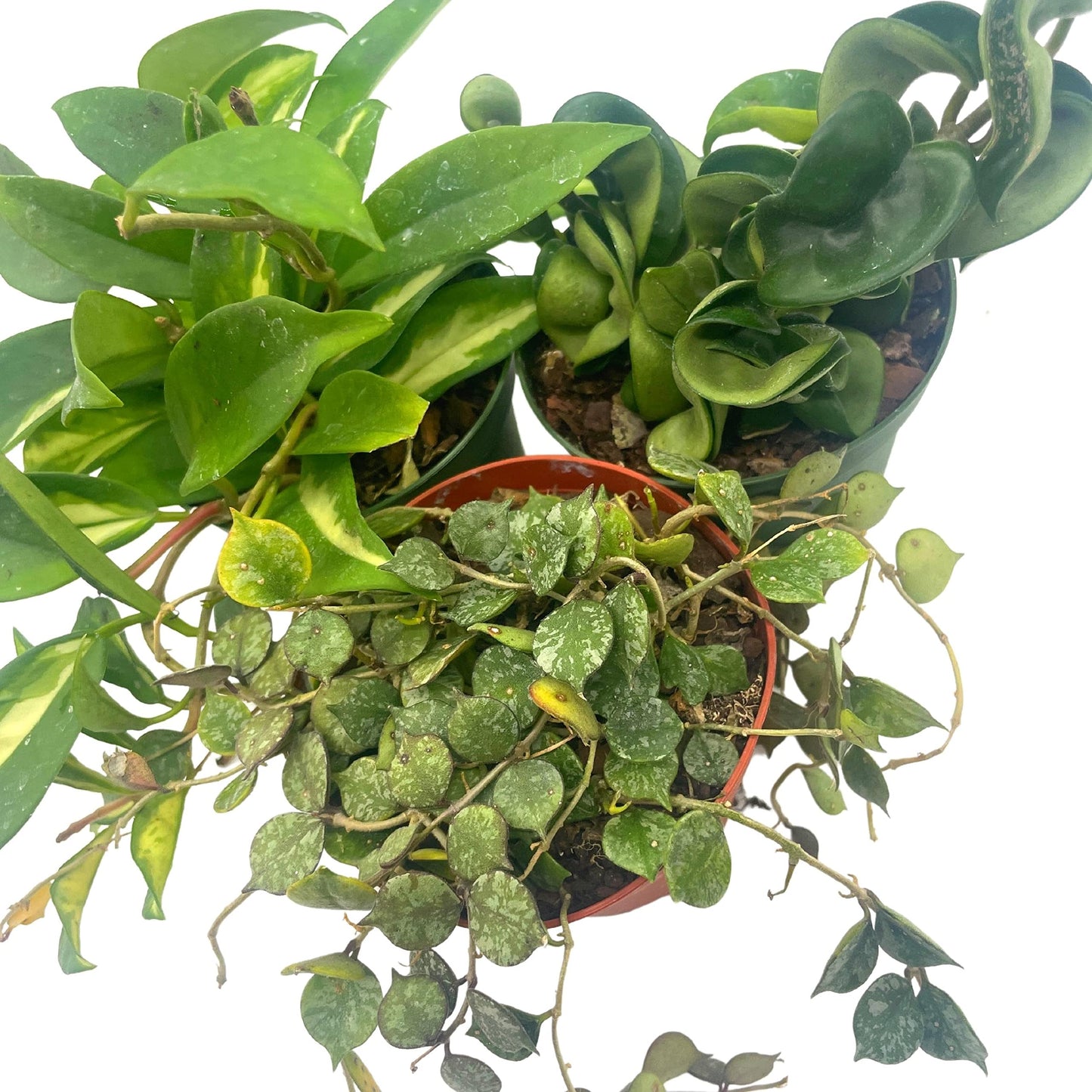 BubbleBlooms Hoya Assortment Set 3 Different Hoyas in 4 inch pots Growers Choice