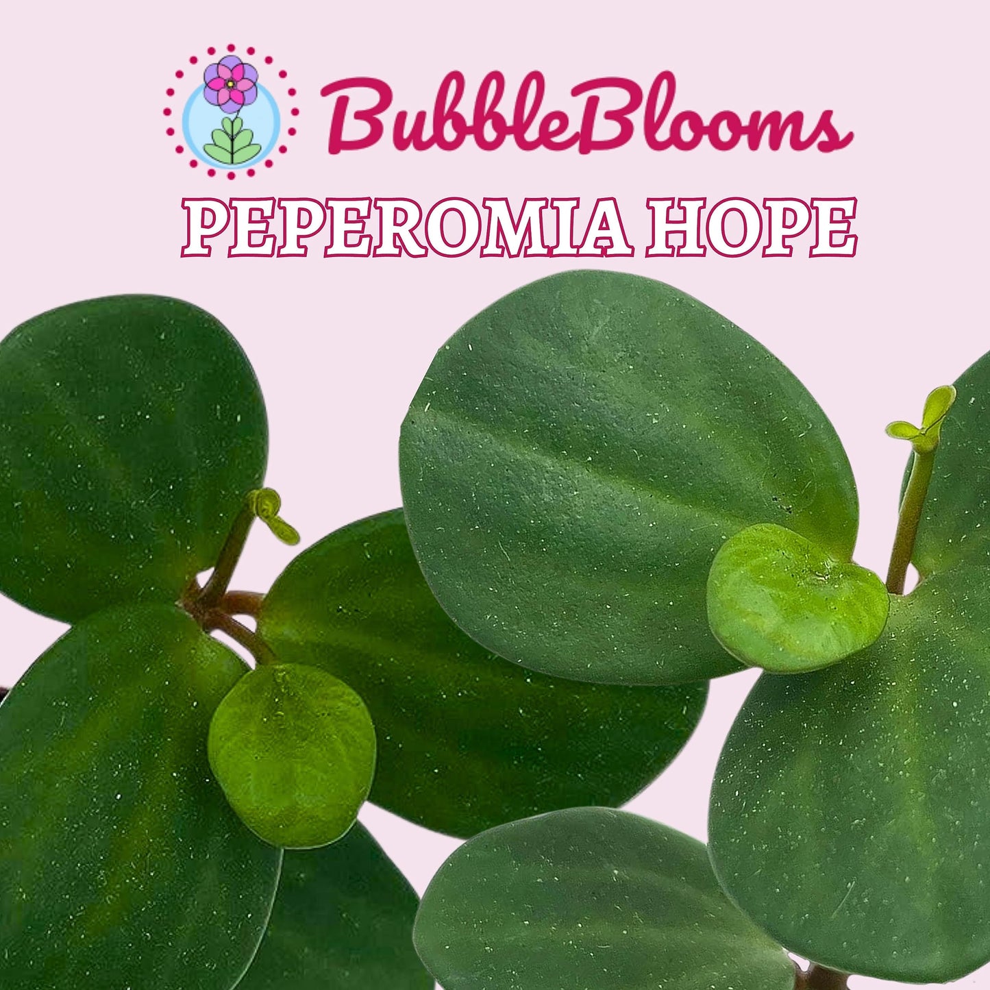 Peperomia Hope, 2 inch, Trailing Jade peperomia rotundifolia Tiny Mini Pixie Plant