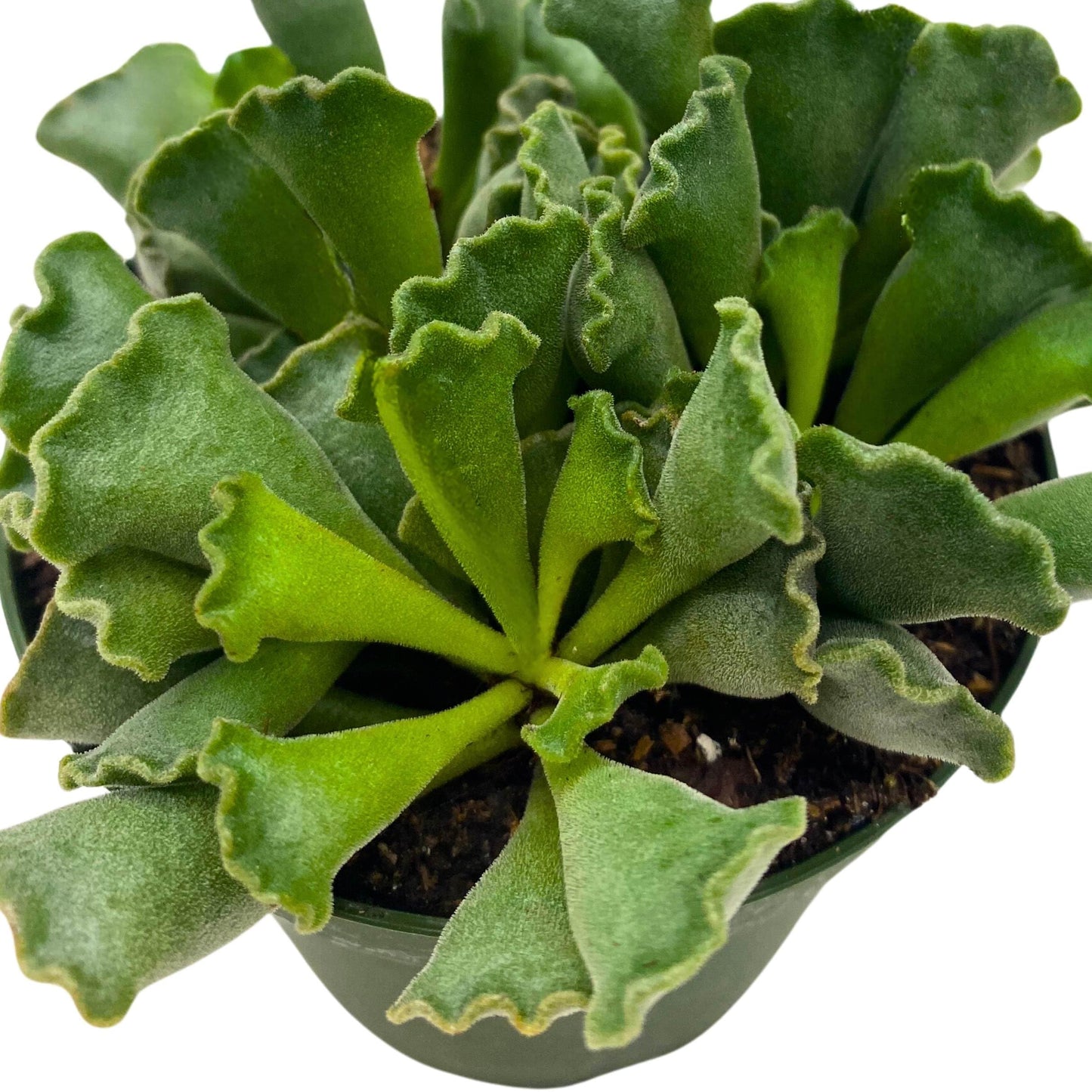 BubbleBlooms Pie Crust Succulent, Key Lime Pie Crinkle Leaf Plant, 4 inch