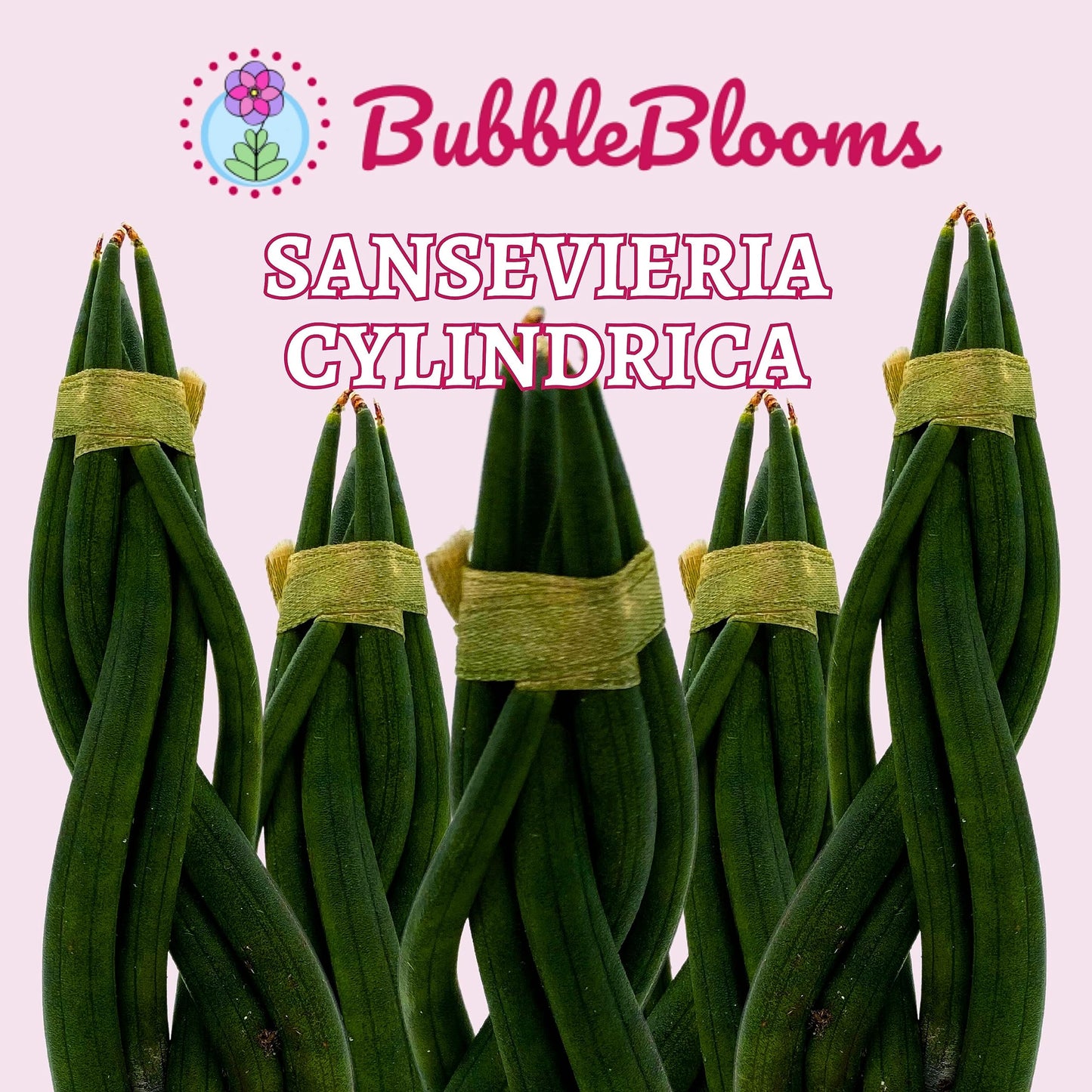 BubbleBlooms Braided African Spear in a 2 inch Pot Snake Plant Braid Spear Sansevieria cylindrica