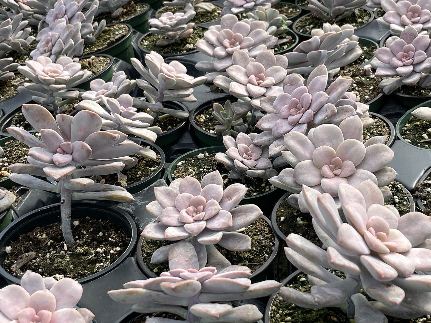 Superbum, Graptopetalum pentandrum subsp in a 4 inch Pot