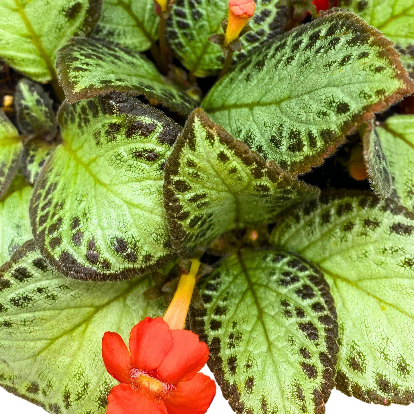 Harmony Foliage Episcia Silver Sheen Flame Violet 6 inch