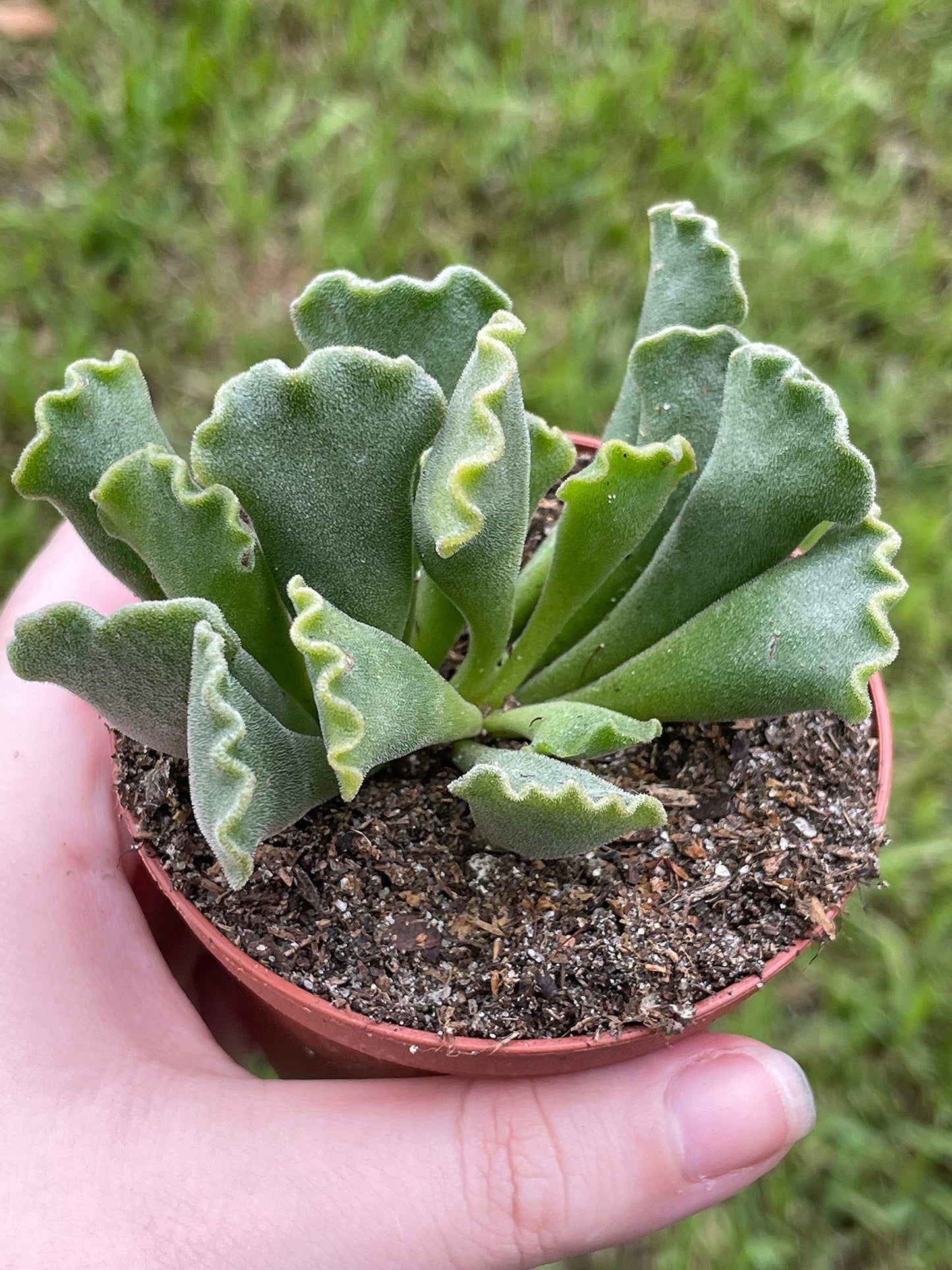 Crinkle Leaf Plant, Very Filled 3 inch Pot, Adromischus cristatus, Key Lime Pie Succulent