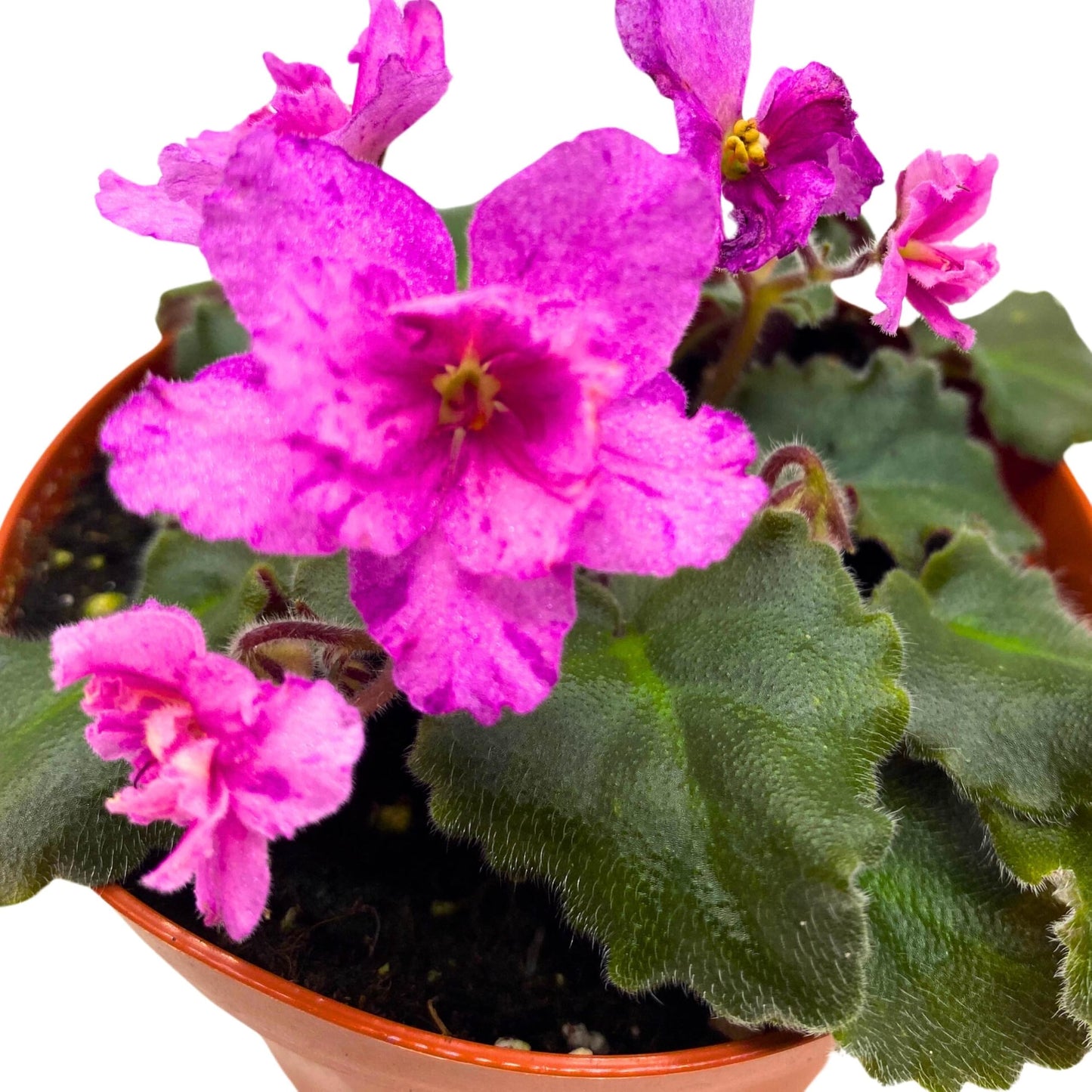 Harmony Foliage Ness Fantasy Gold African Violet Saintpaulia 4 inch