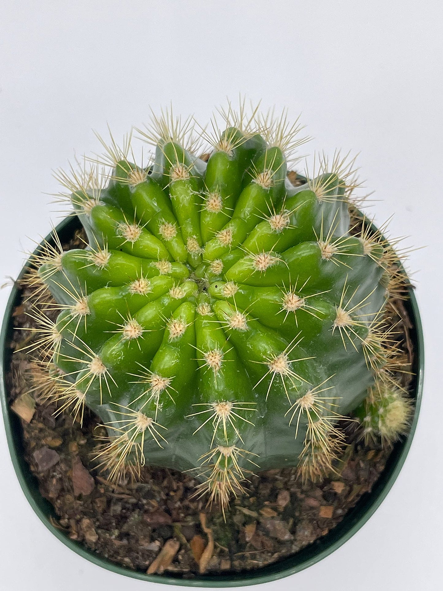 Lemon Barrel Cactus, 4 inch, Echinopsis Calochlora