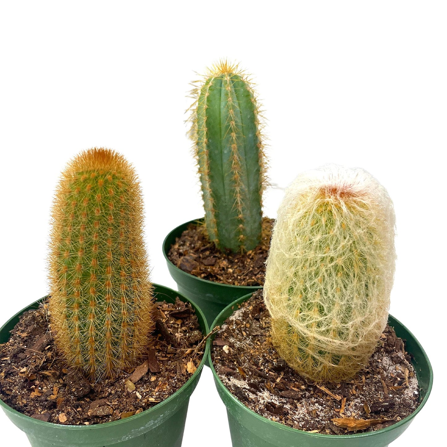 Column Cactus Assortment, 4 inch Set of 3, Silver Torch, Blue Column, Yellow, Old Man Fuzzy, Variety Cacti