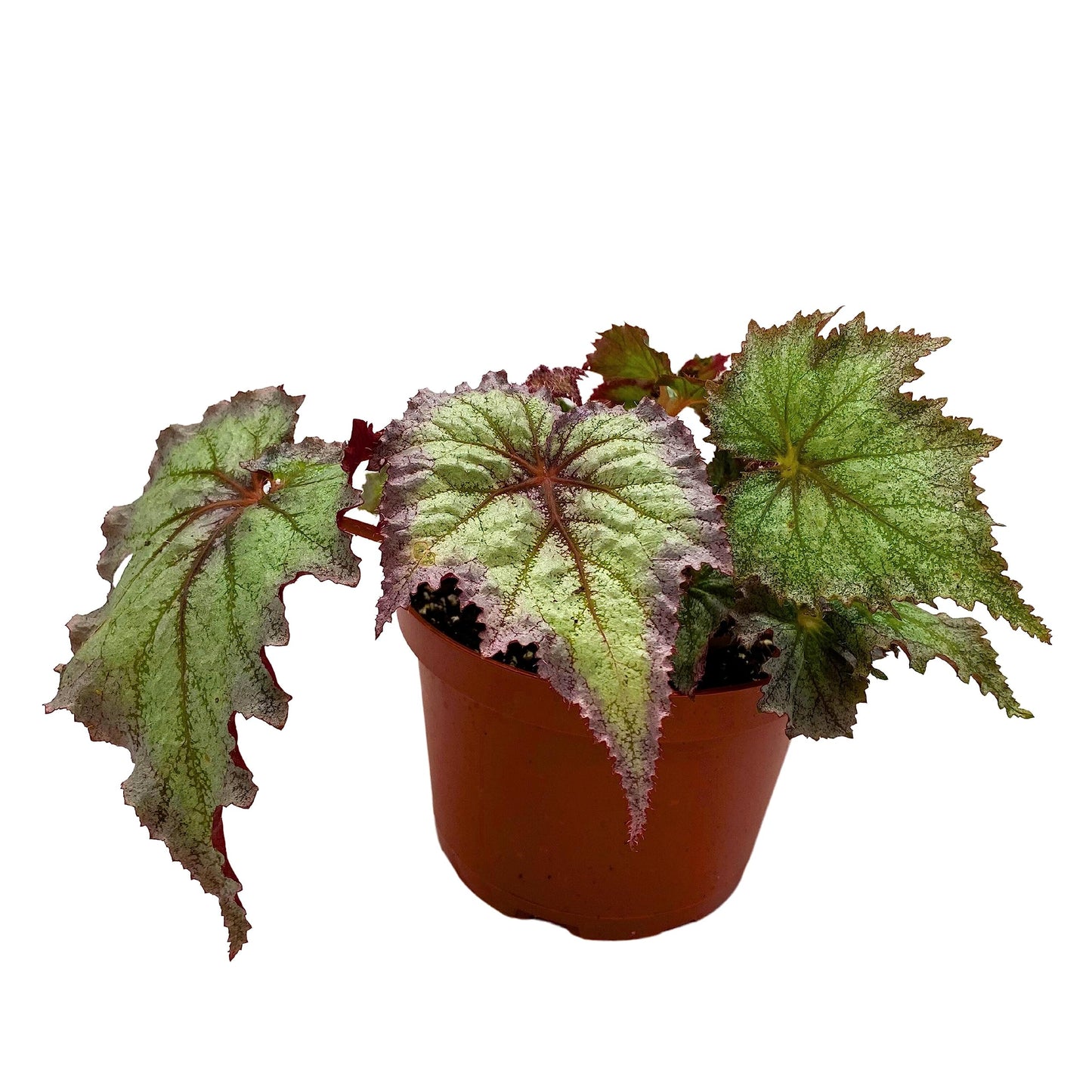 Harmony's BubbleBlooms Daenerys Begonia, Variegated Begonia Rex in 6 inch Pot