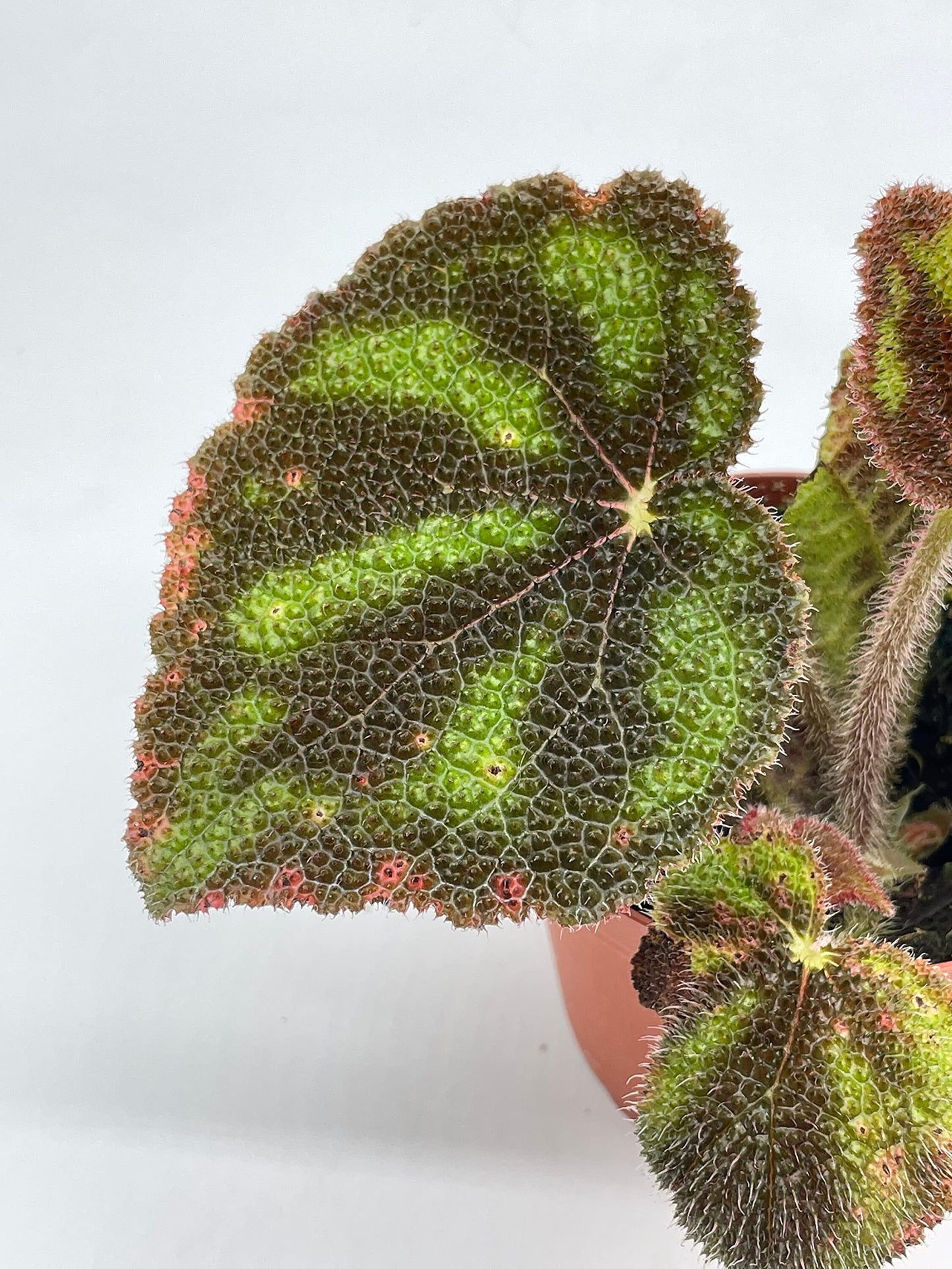 BubbleBlooms Harmony's Begonia Masoniana Variegata, 4 inch, Very Rare Homegrown Exclusive Unique Variegated Begonia