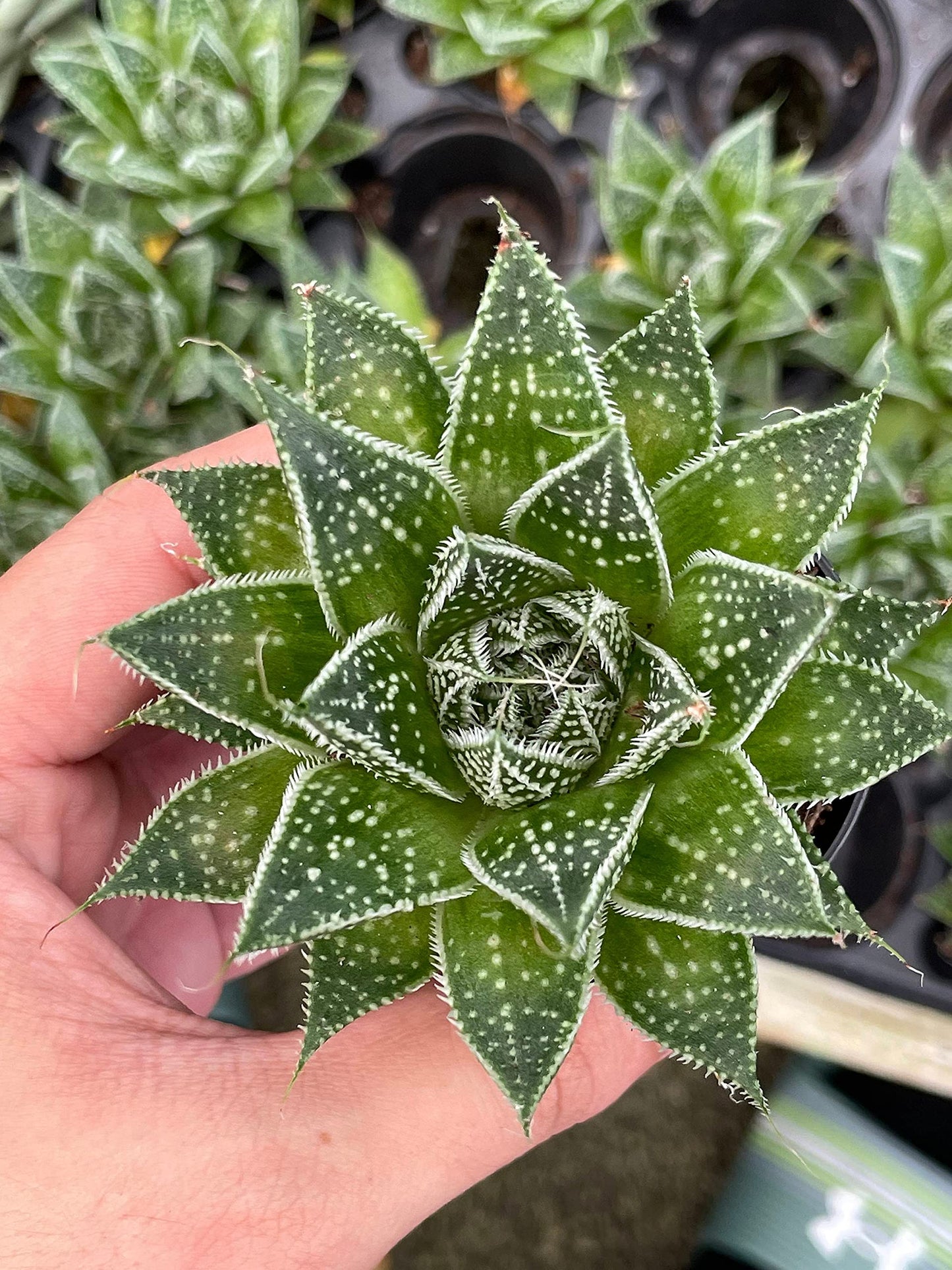 Variegated Aloe, Tiger Aloe, Aloe Variegata, White Spotted, Polka dot lace Aloe Stunning one of a Kind Limited Supply, in 2 inch Pot