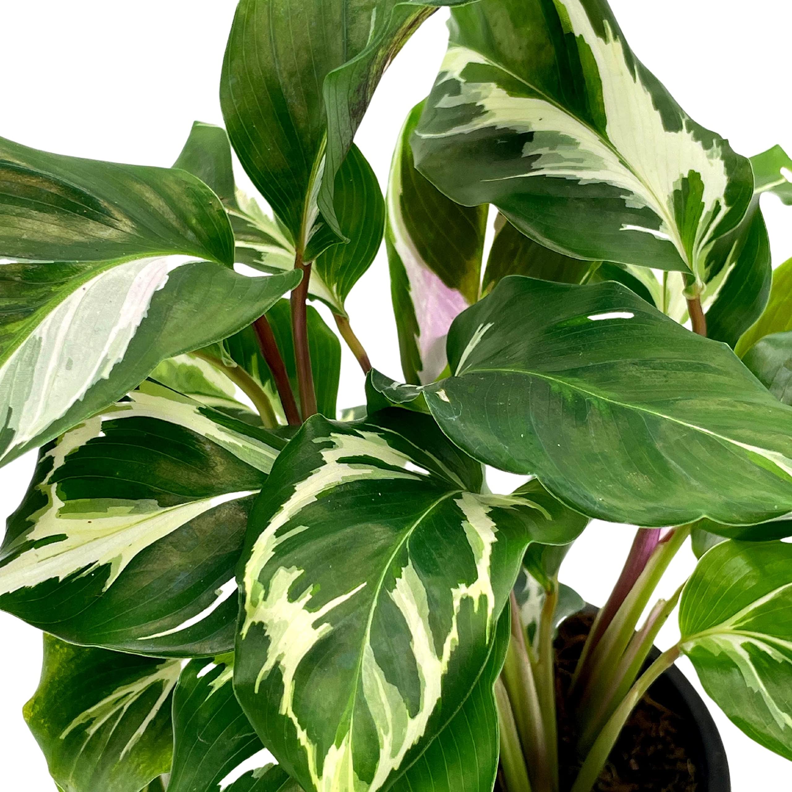 Retailer Calathea Green Variegated Plants Retail / Wholesale