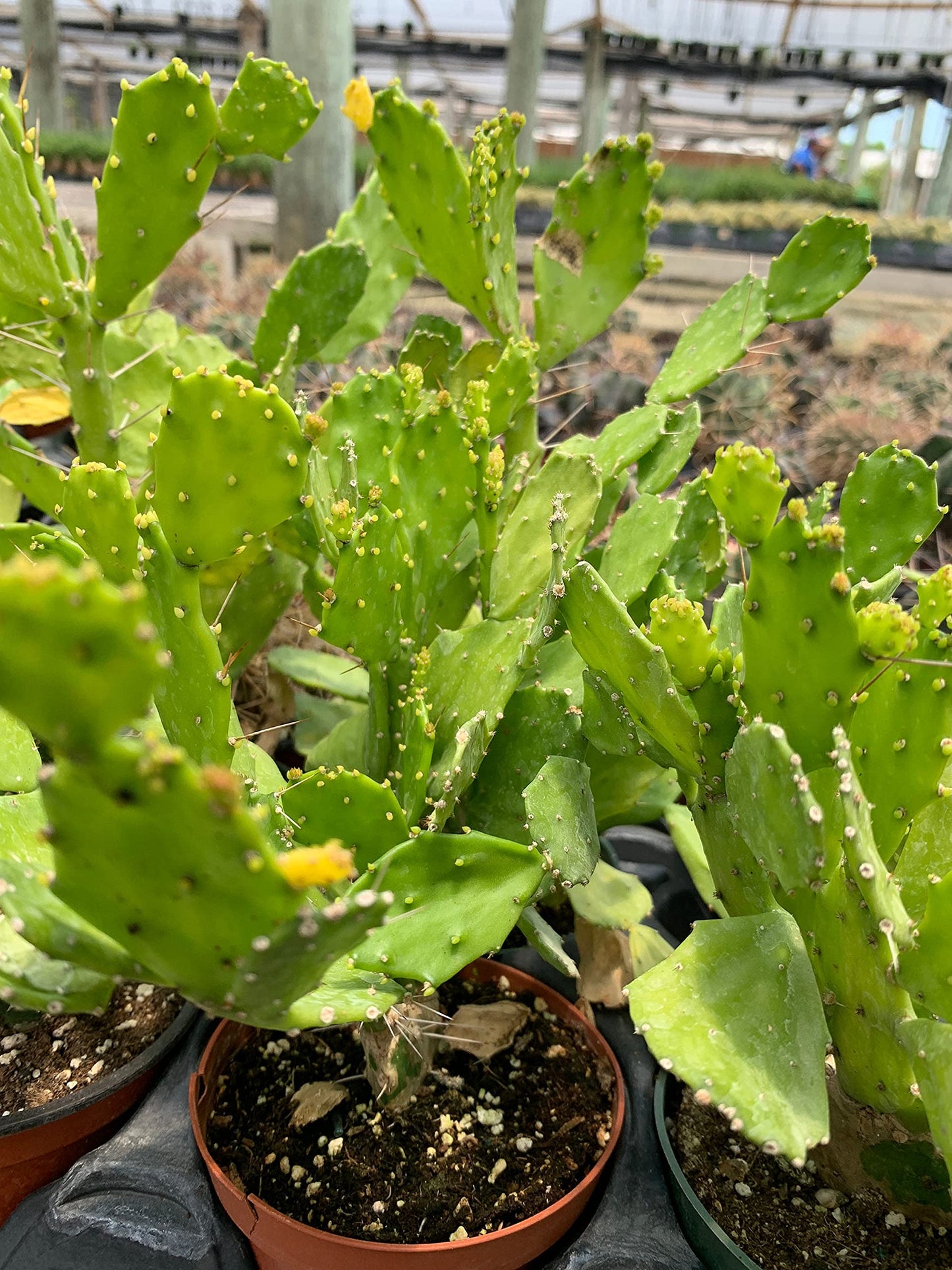 Brazilian Prickly Pear Extra Large Cactus in a 4 inch Pot Brasiliopuntia Brasiliensis Nopal Opuntia Cacti Flat-Stemmed Well Rooted Live Rare, Natural