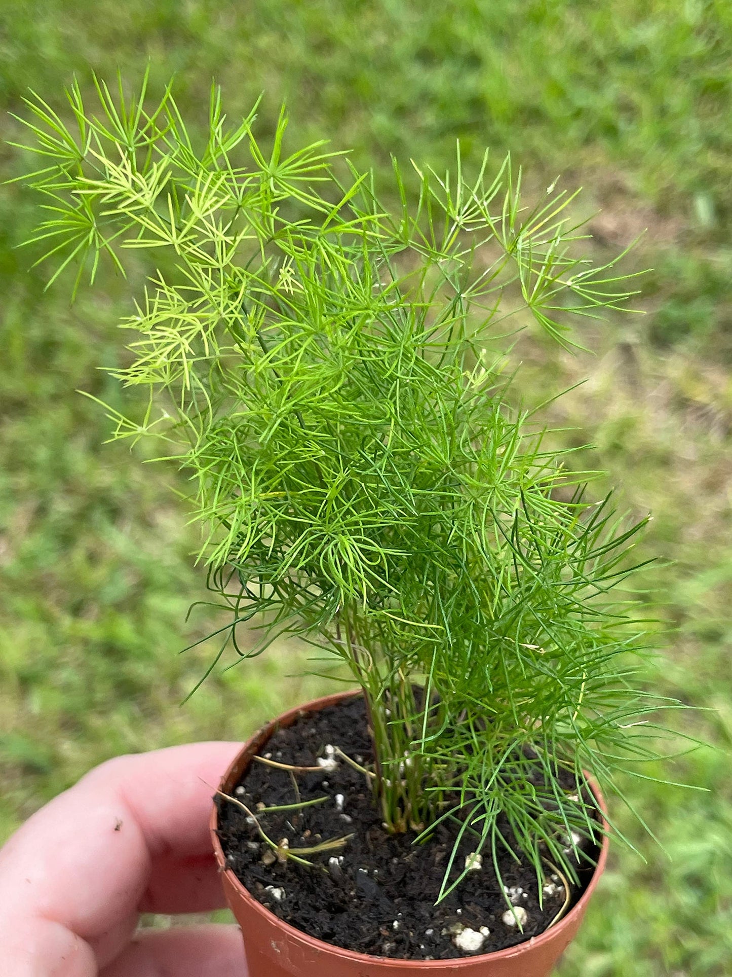 Sprenger's Asparagus Fern, Asparagus densiflorus setaceus, Limited, in a 2 inch Pot Super Cute