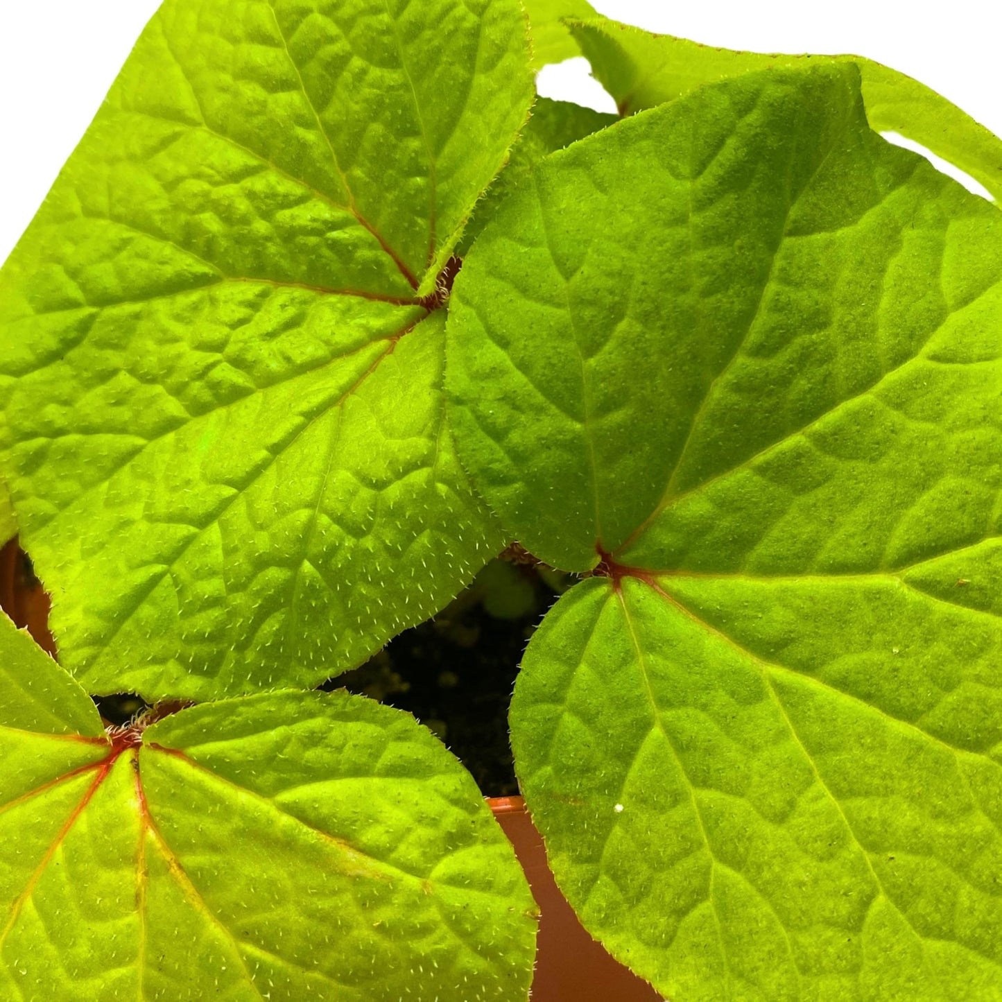 Harmony Foliage Begonia Paleata 4 inch Rhizomatous