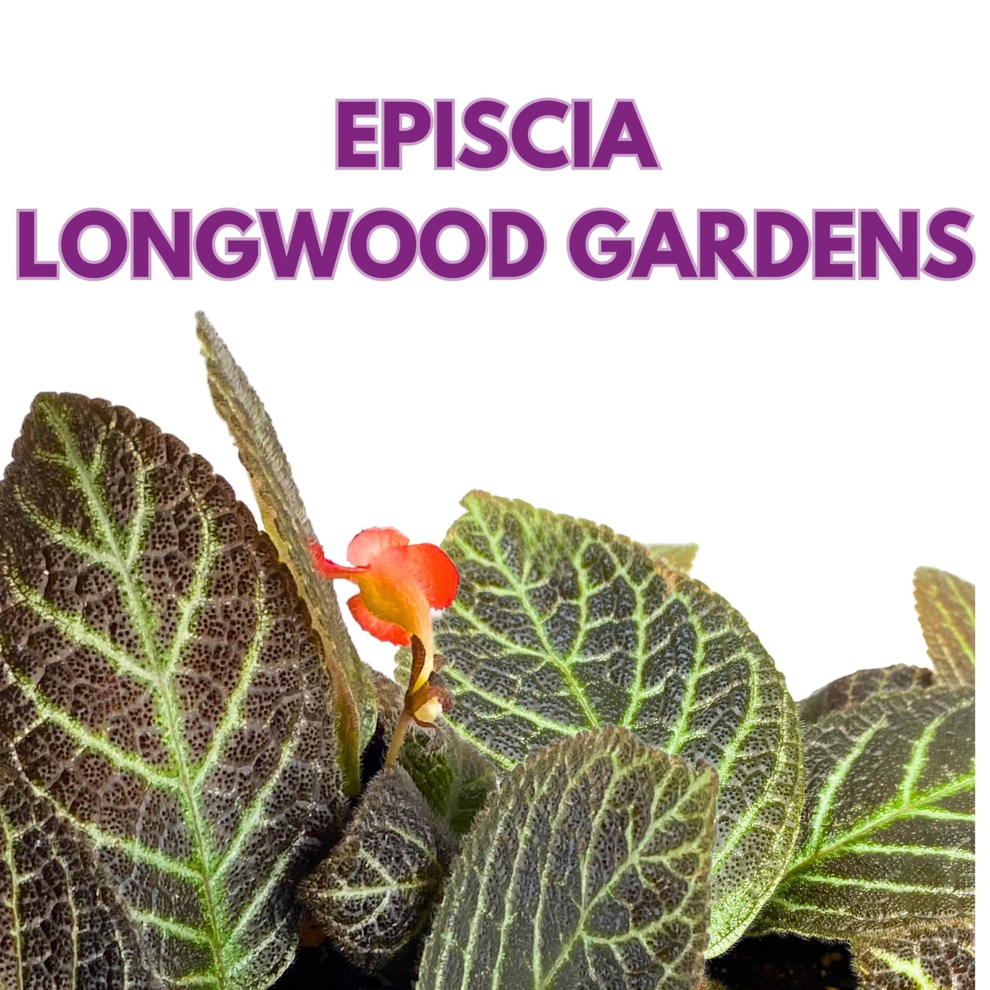 Harmony Foliage Episcia Longwood Gardens Flame Violet 6 inch