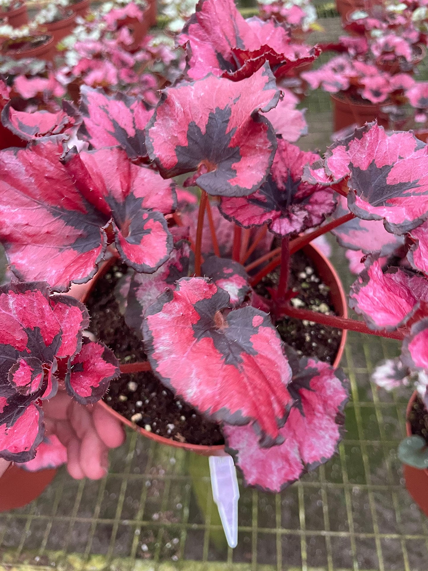 Harmony's Curly Red Robin, in a 6 inch Pot, Begonia rex