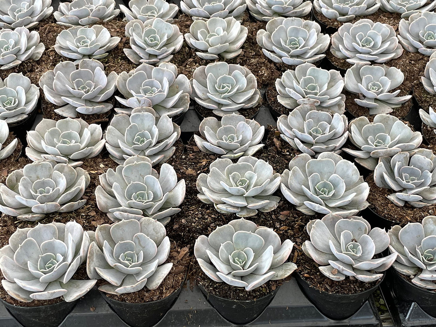 Echeveria Lilacina, White Ghost echeveria, Mexican hens and Chicks, Variegated Kimnach & Moran in a 3 inch Pot