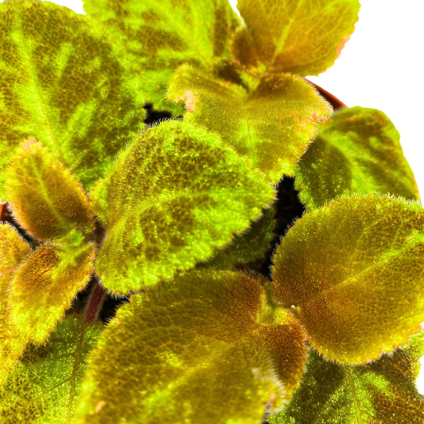 Harmony Foliage Episcia Green Emerald Velvet Flame Violet 4 inch