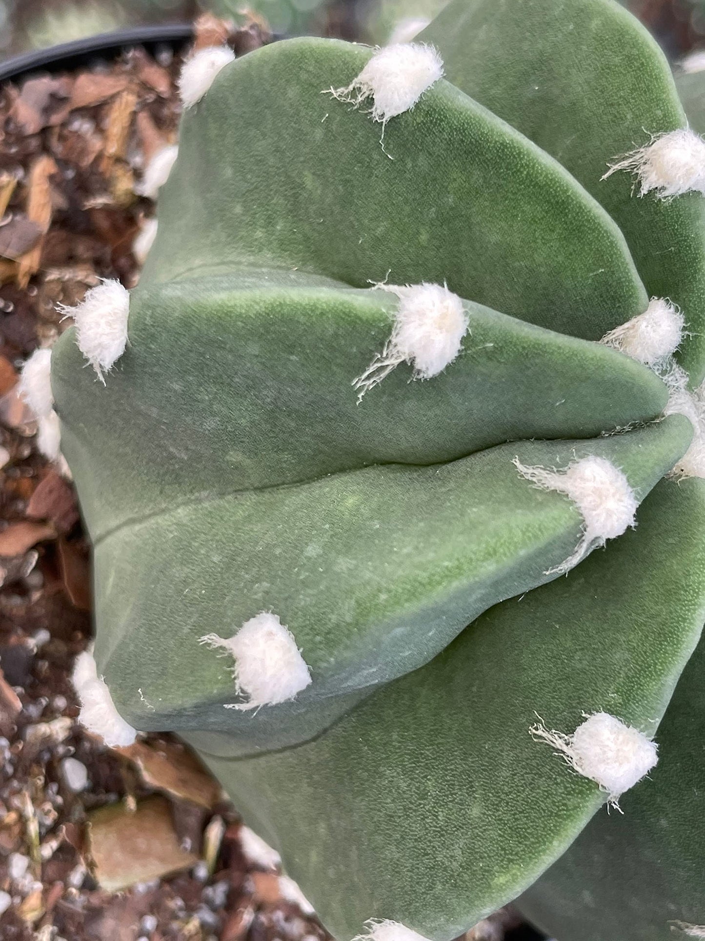 Easter Lily Cactus, Echinopsis subdenudata, Domino Cactus, Sand-Dollar Cactus, Astrophytum Asterias in a 4 inch Pot