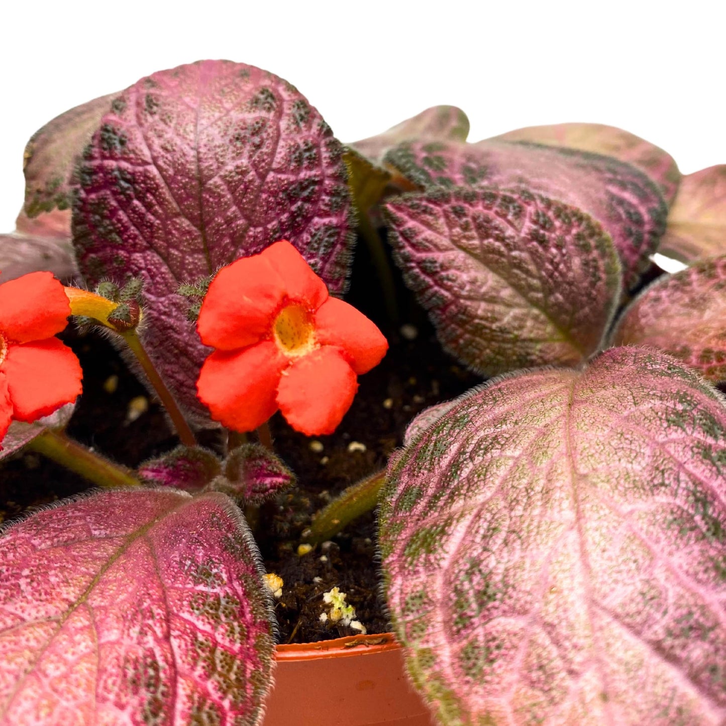 Harmony Foliage Episcia Alice's Aussie Pink Flame Violet 4 inch