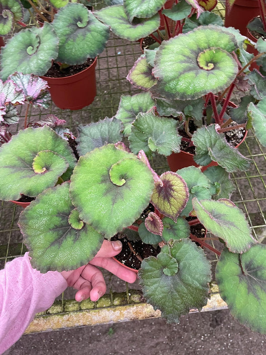 Harmony's Green Spiral Begonia, in a 6 inch Pot, Begonia rex