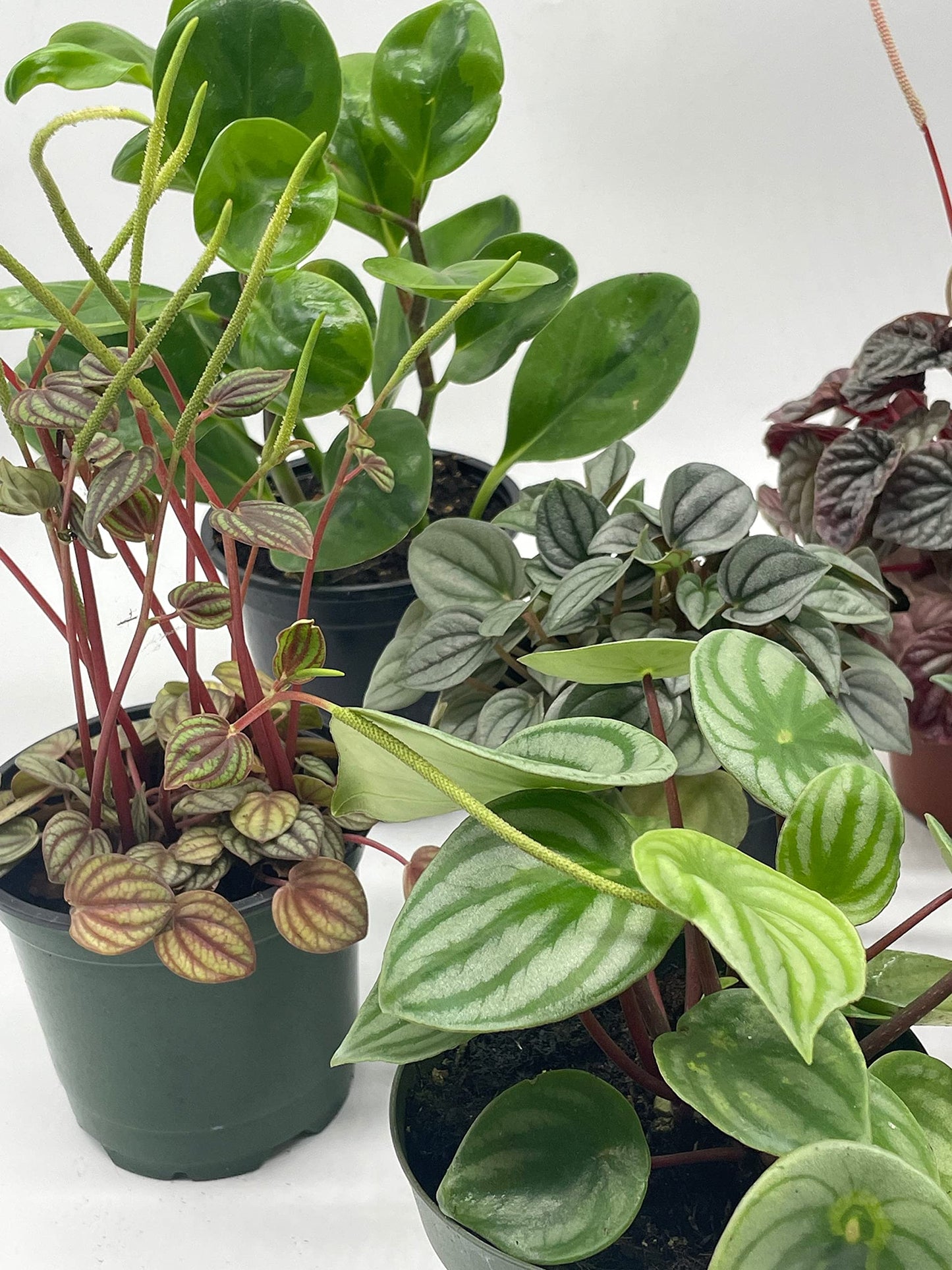 Peperomia Assortment Set, 4 inch pots, Watermelon, Marble, Ripple, Rosso, albviotta, carperata, Variety Assorted Collection