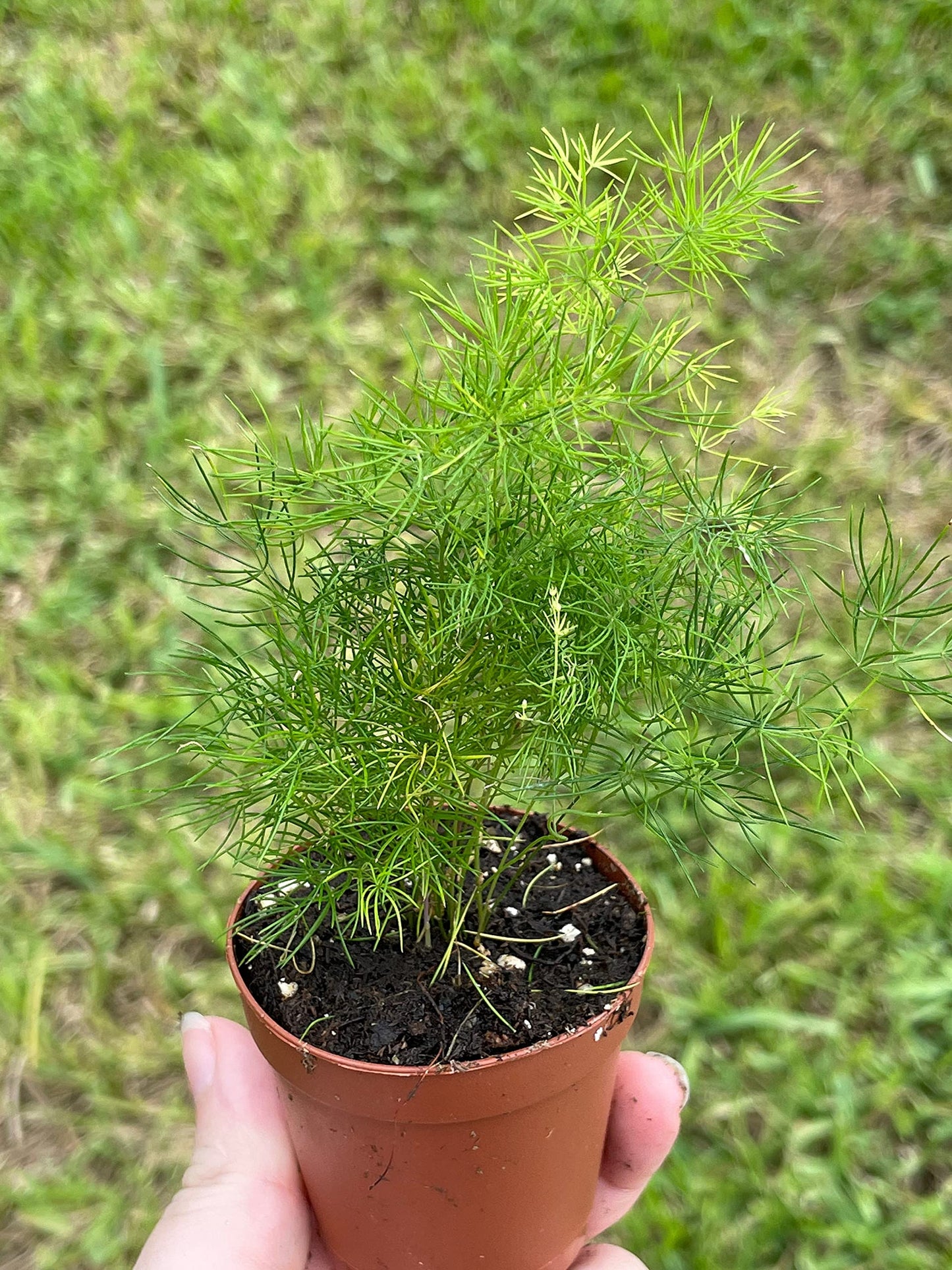 Sprenger's Asparagus Fern, Asparagus densiflorus setaceus, Limited, in a 2 inch Pot Super Cute