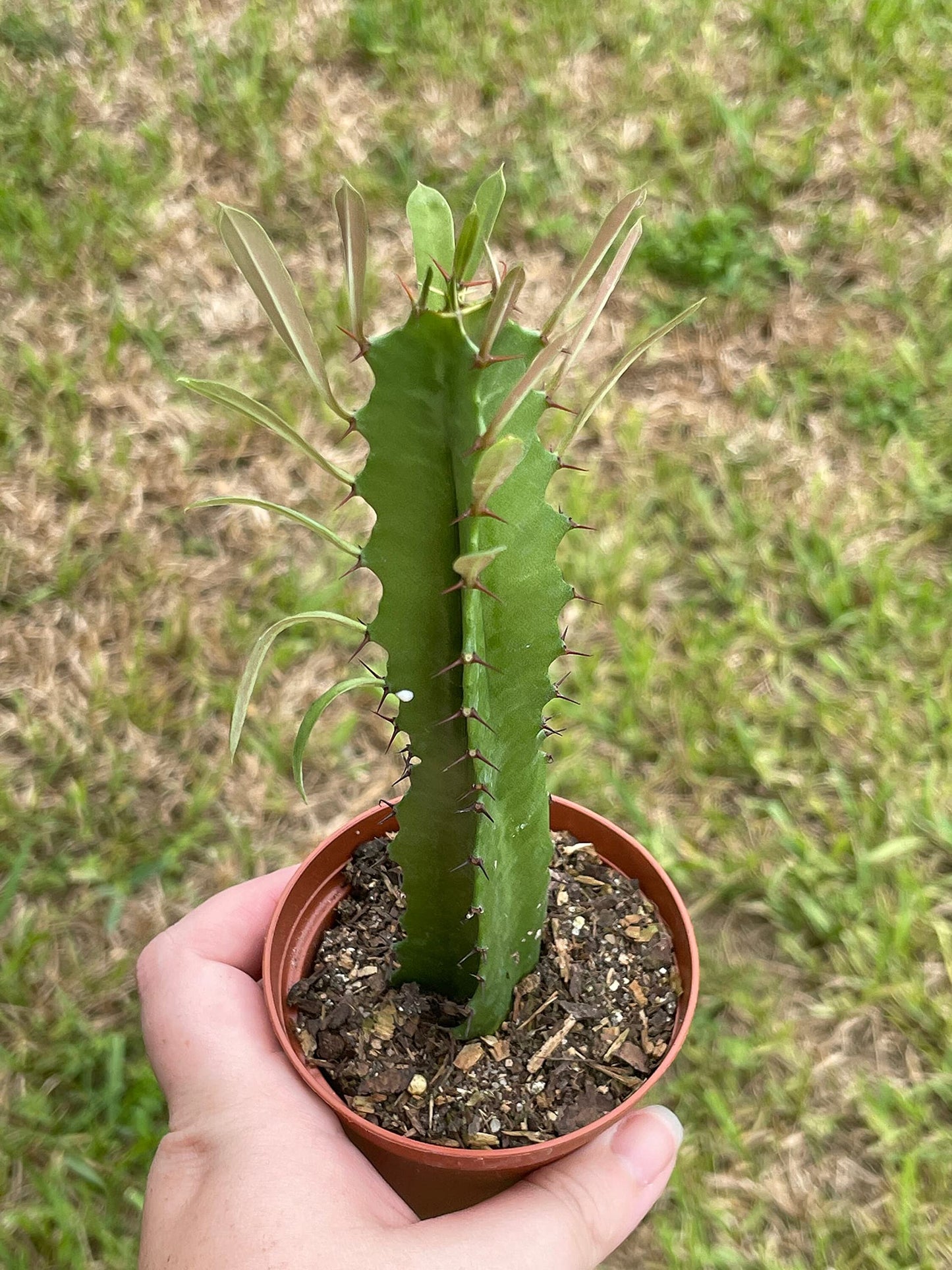 Green Milk Tree, Euphorbia Trigona, in a 2 inch Pot, Well Rooted, Perfect Starter Cactus, Low Maintenance