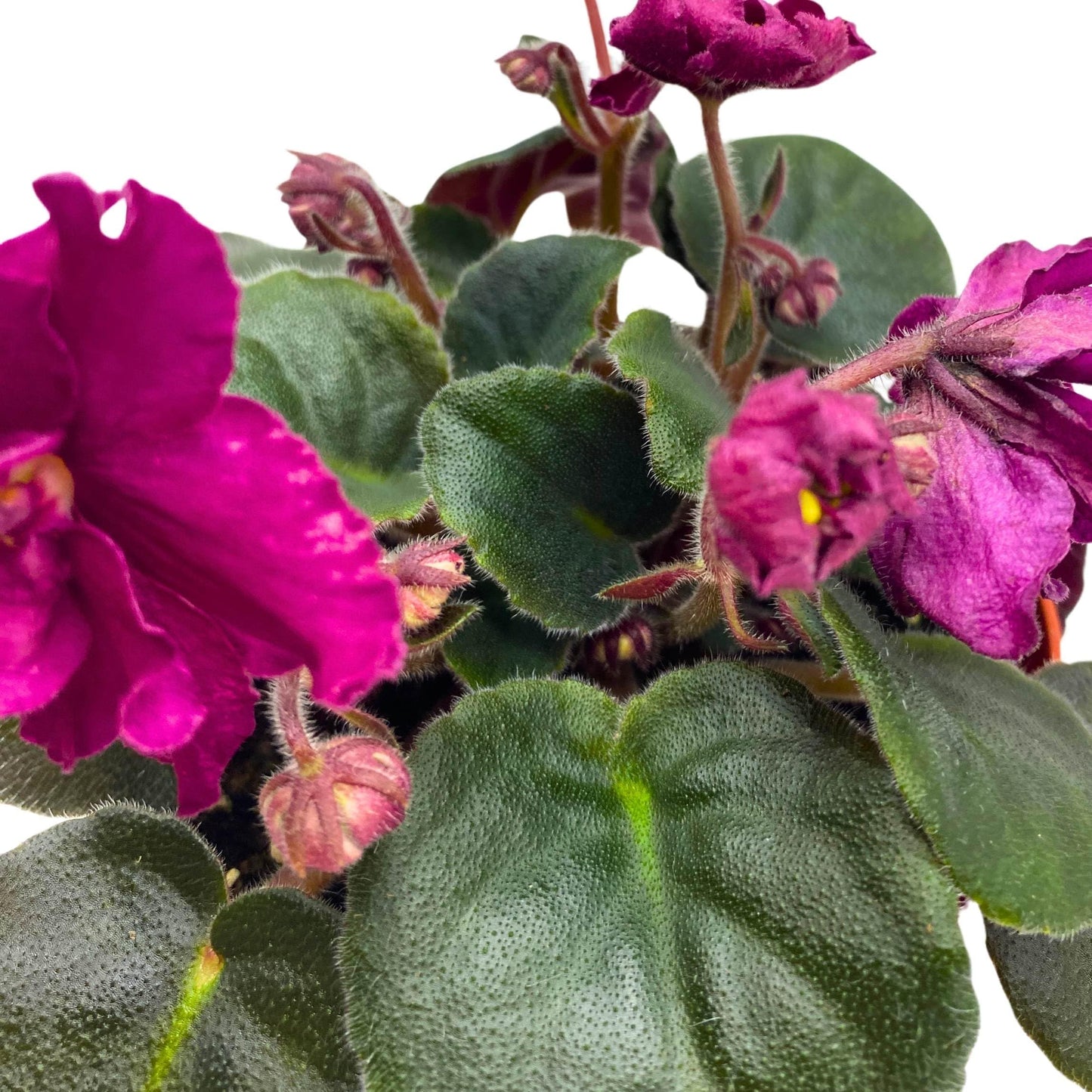 Harmony Foliage EK Socialite African Violet Saintpaulia 4 inch