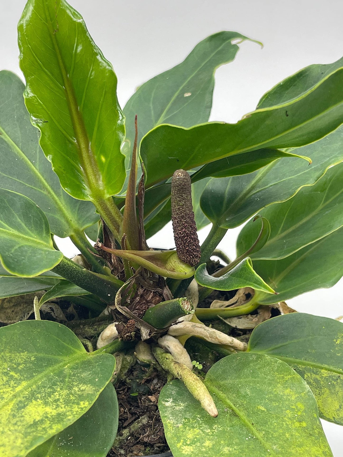 Anthurium Hookeri, Wave of Love, 4 inch Plowmanii Bird's nest