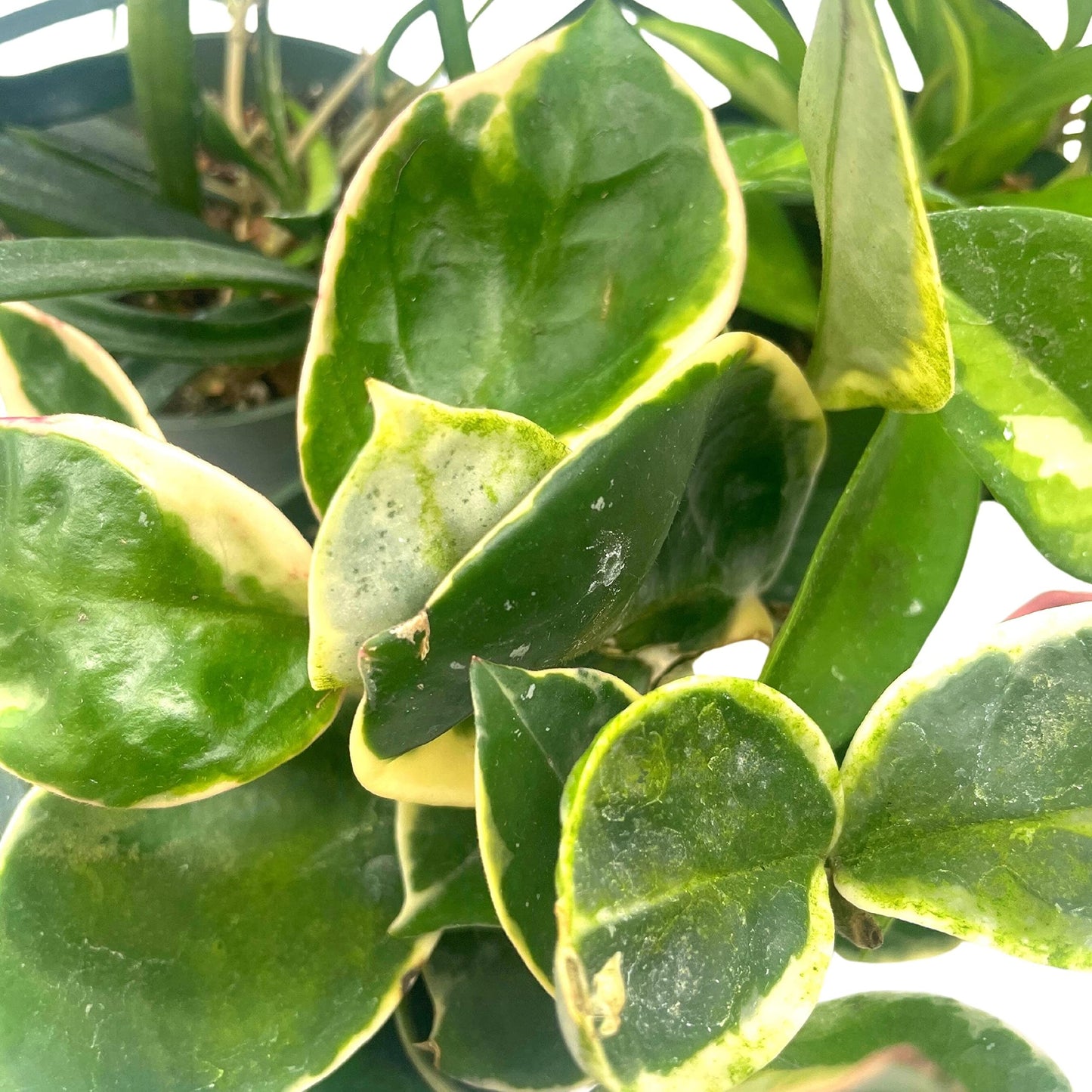 BubbleBlooms Hoya Assortment Set 3 Different Hoyas in 4 inch pots Growers Choice