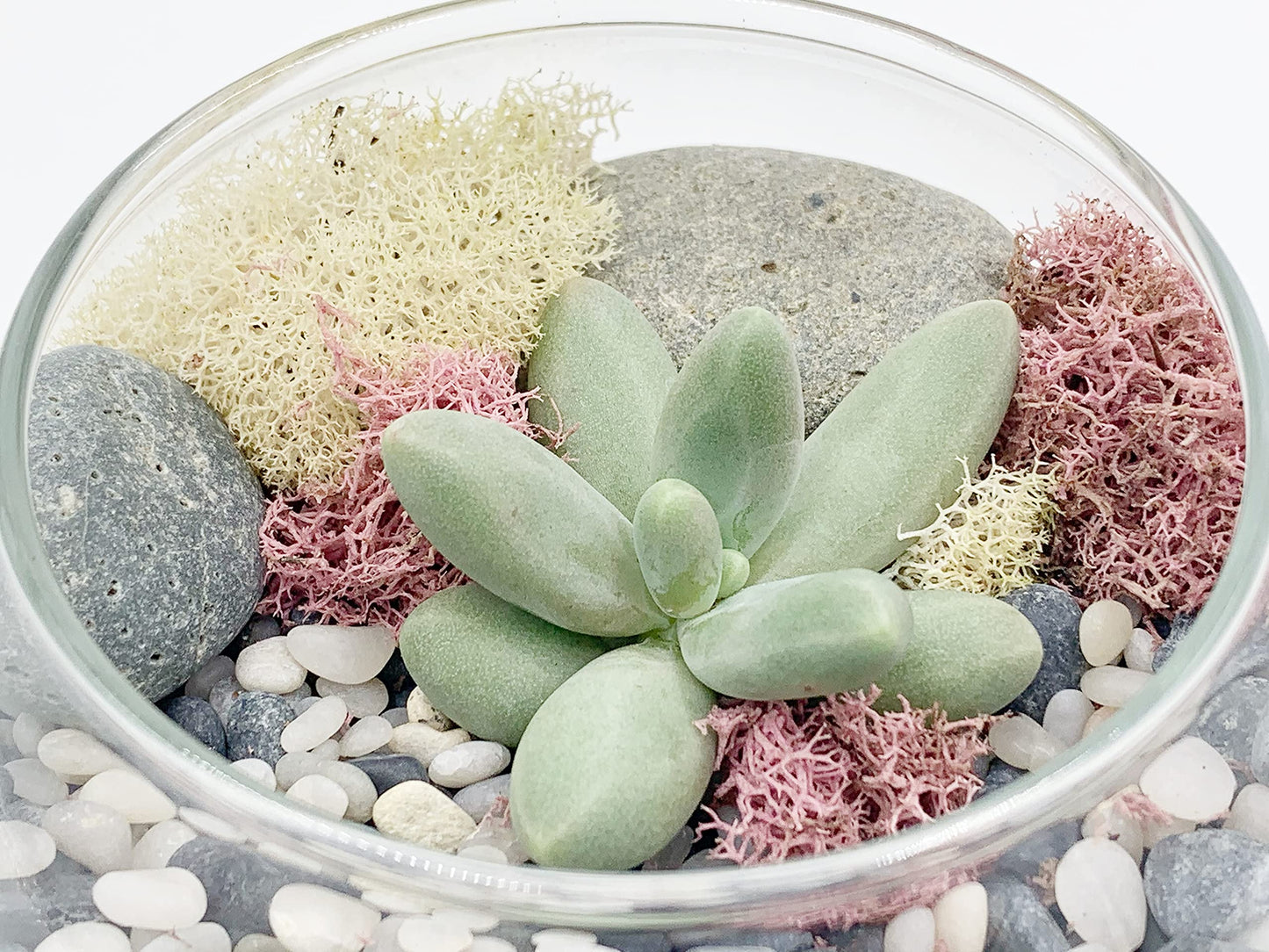 DIY Succulent Terrarium Gift Kit with Plants, Fairy Garden Kit with Reindeer Moss (Terrarium Kit Without Succulents)