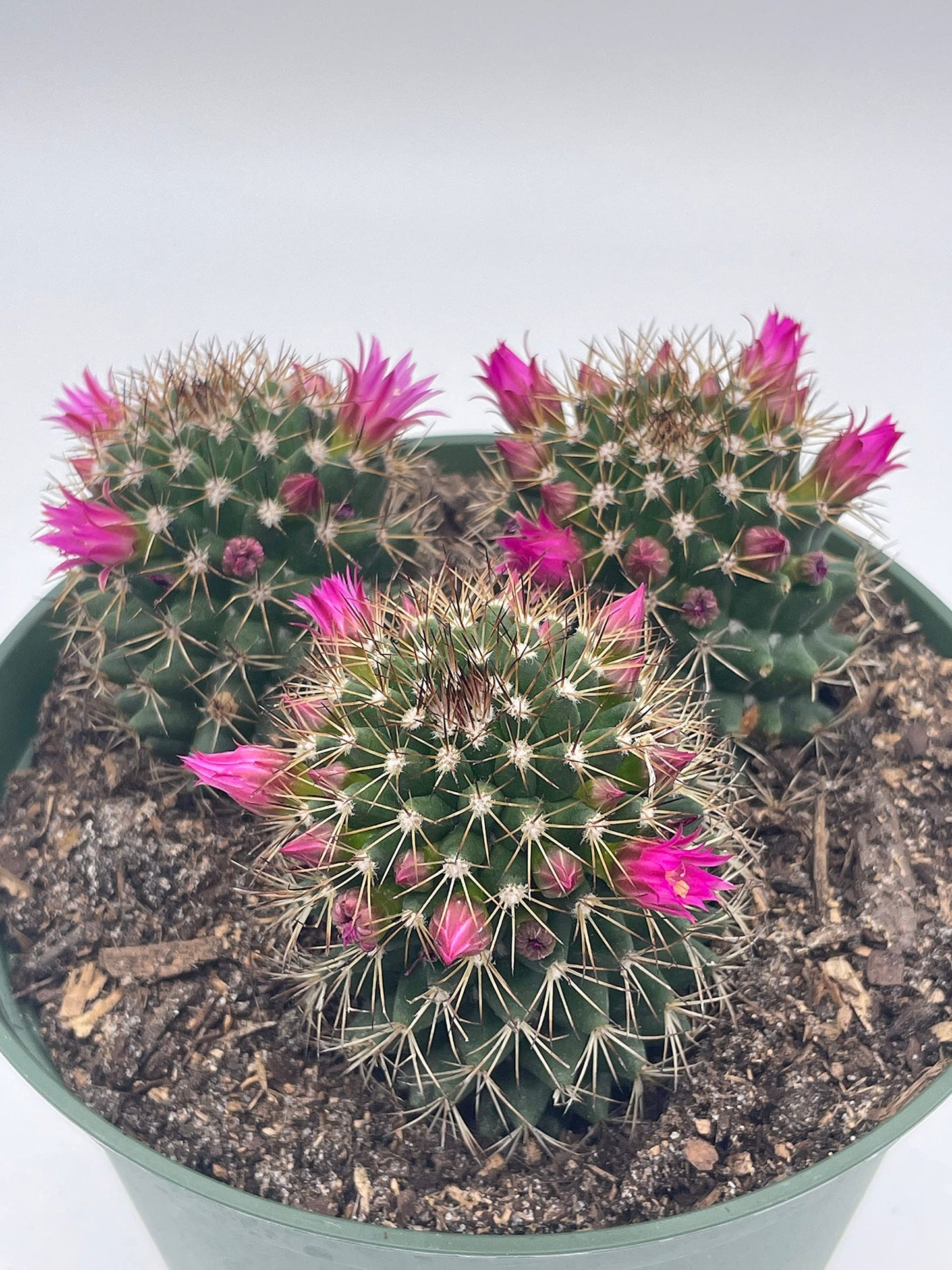 Old Lady Cactus, 6 inch, Mammillaria hahniana, Crown of Flowers