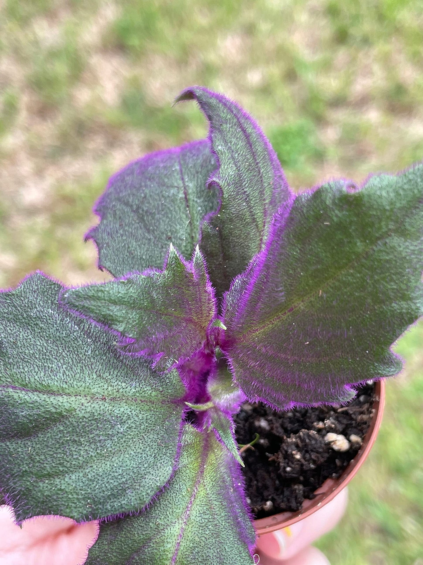 Velvetplant, Gynura aurantiaca, Purple Velvet Plant, Limited, in a 2 inch Pot Super Cute