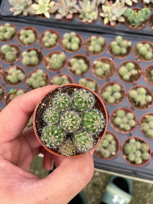 Thimble Cactus, mammillaria gracilis, Powder Puff Pincushion, California Hedgehog, Bird's-nest Pincushion in a 2 inch Pot, Super Tiny & Cute